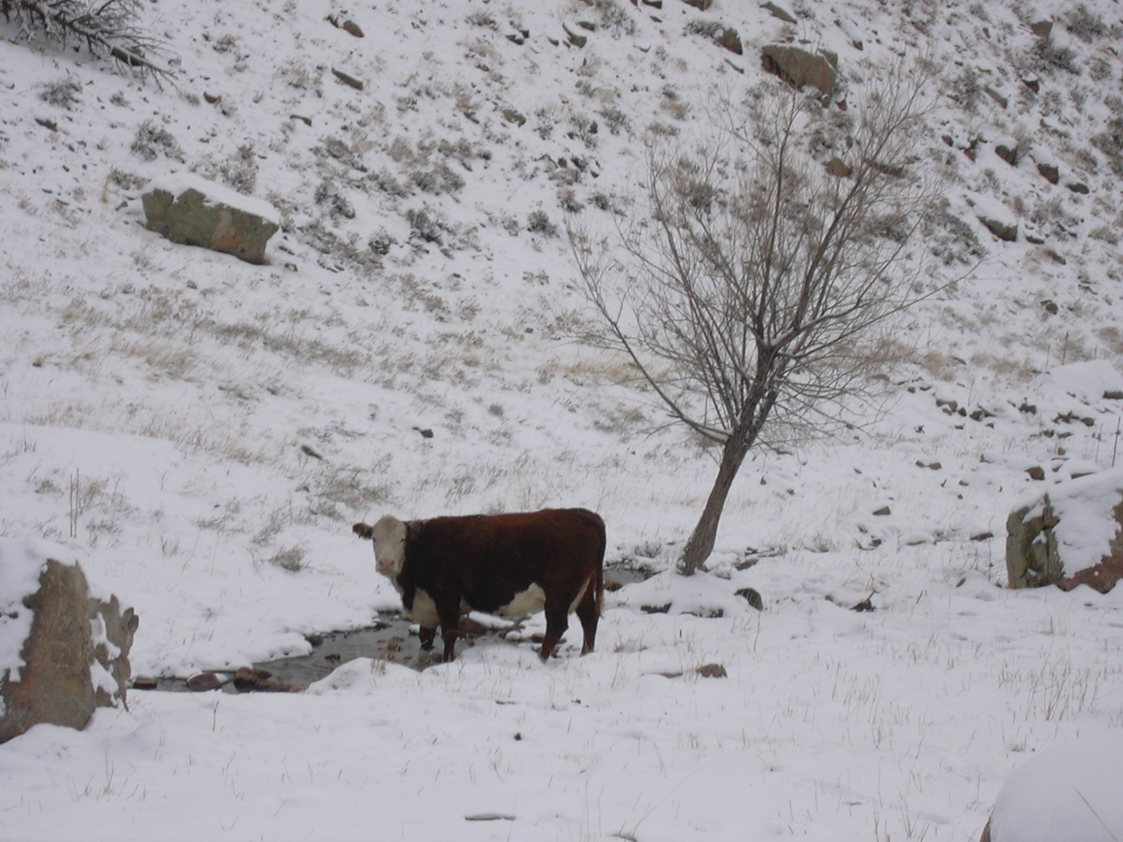 Macro and Micro Picture of the Day 2021-02-27