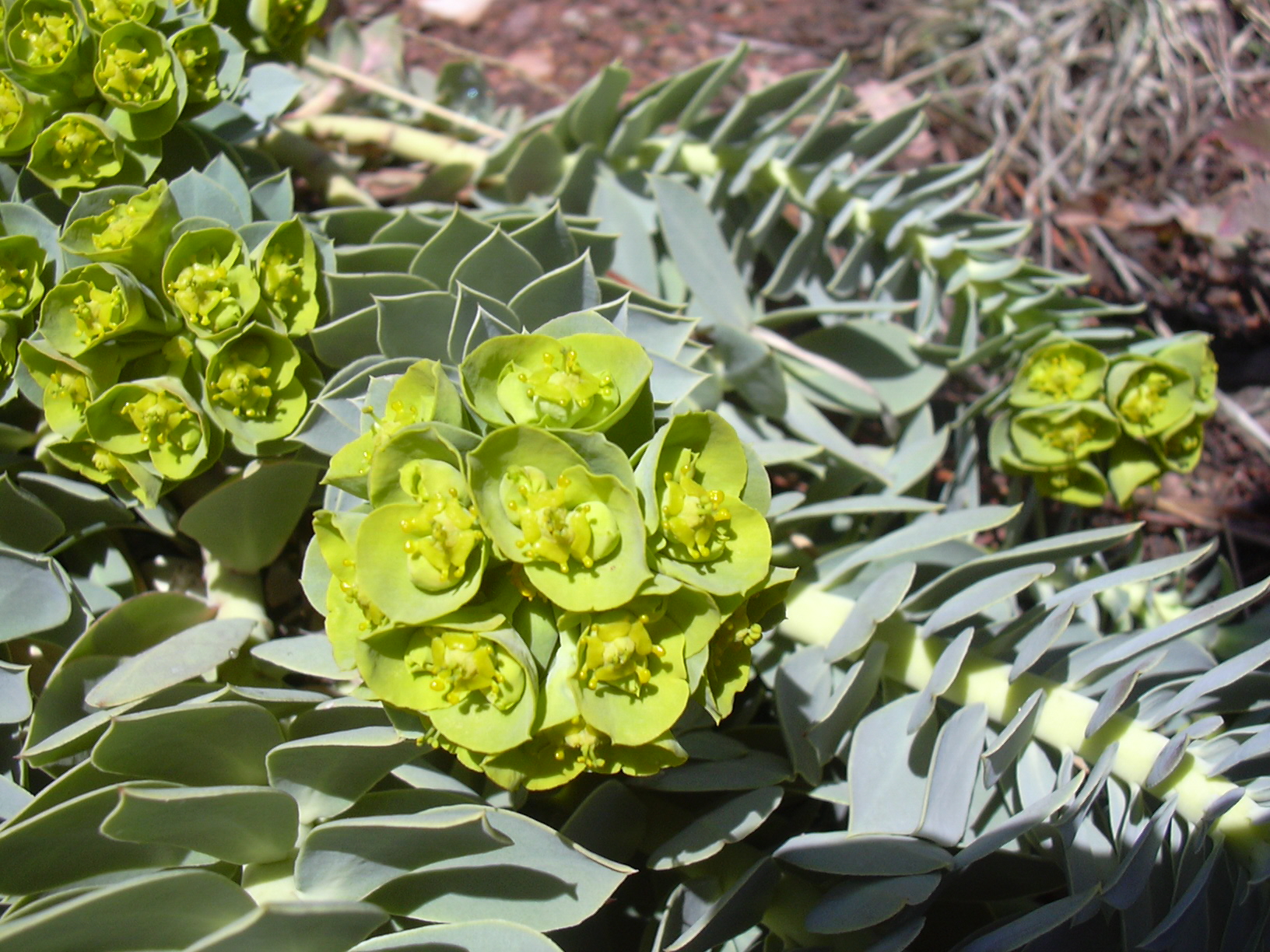 Macro and Micro Picture of the Day 2021-03-06