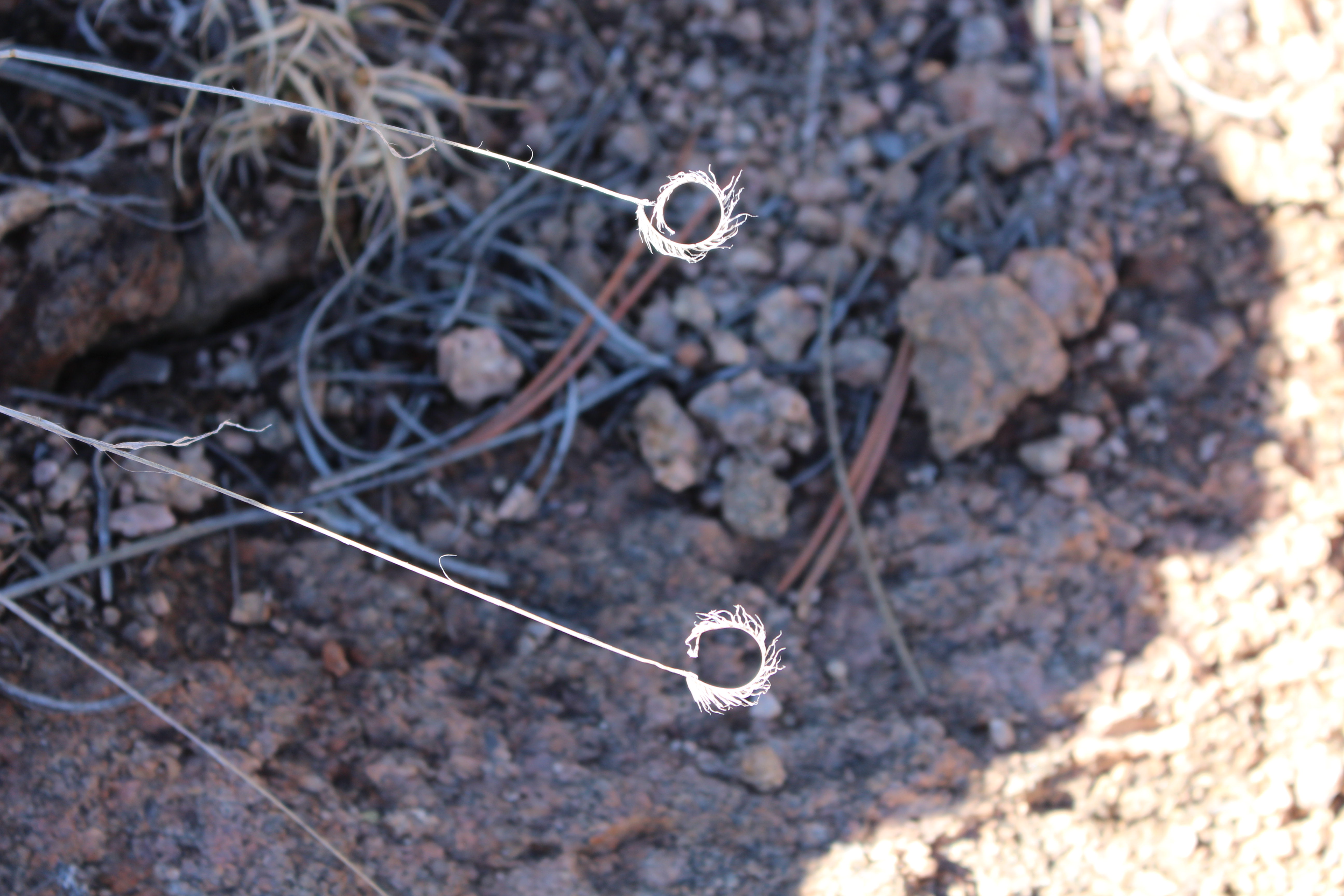 Macro and Micro Picture of the Day 2021-03-10