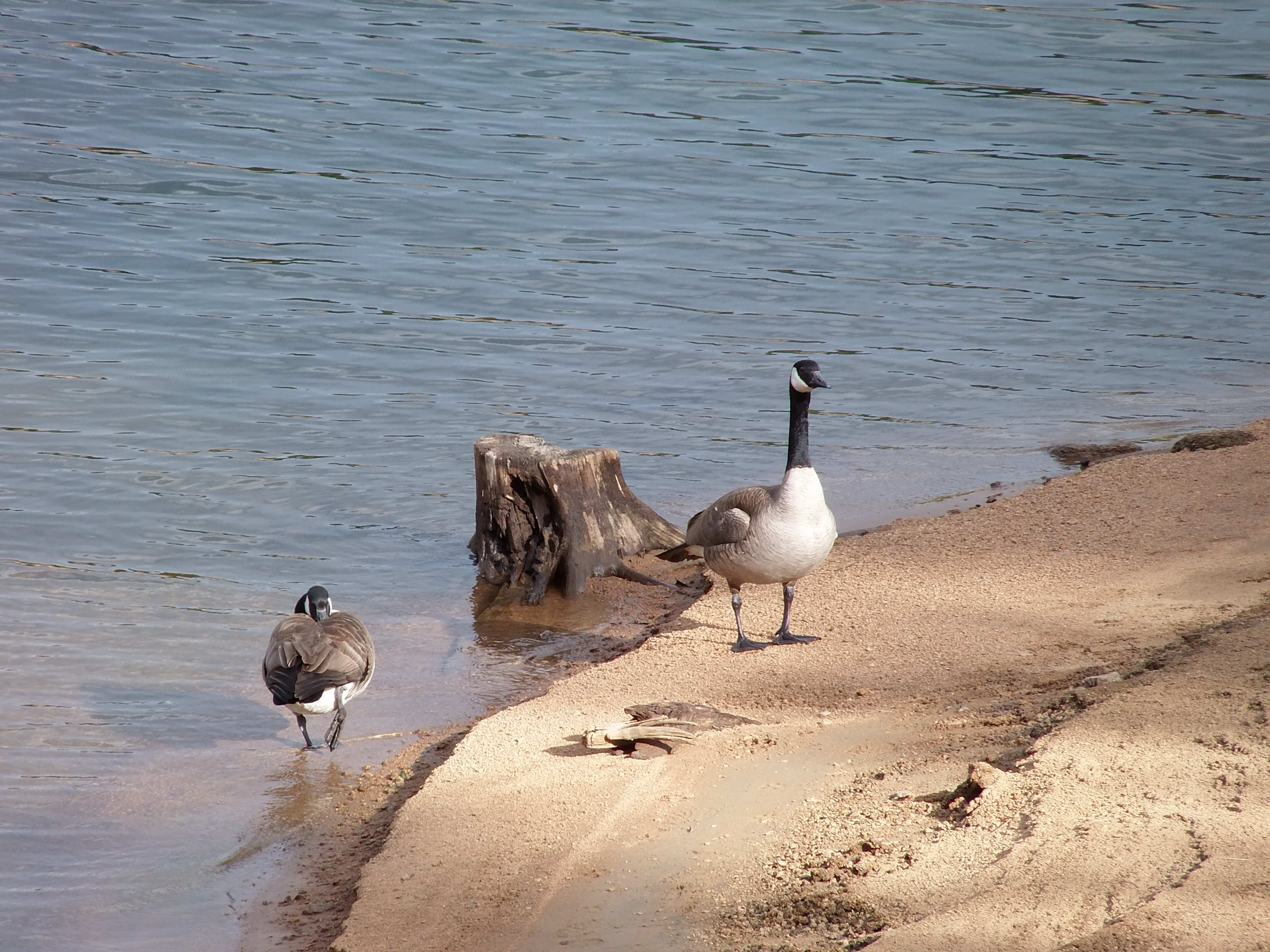 Macro and Micro Picture of the Day 2021-03-11