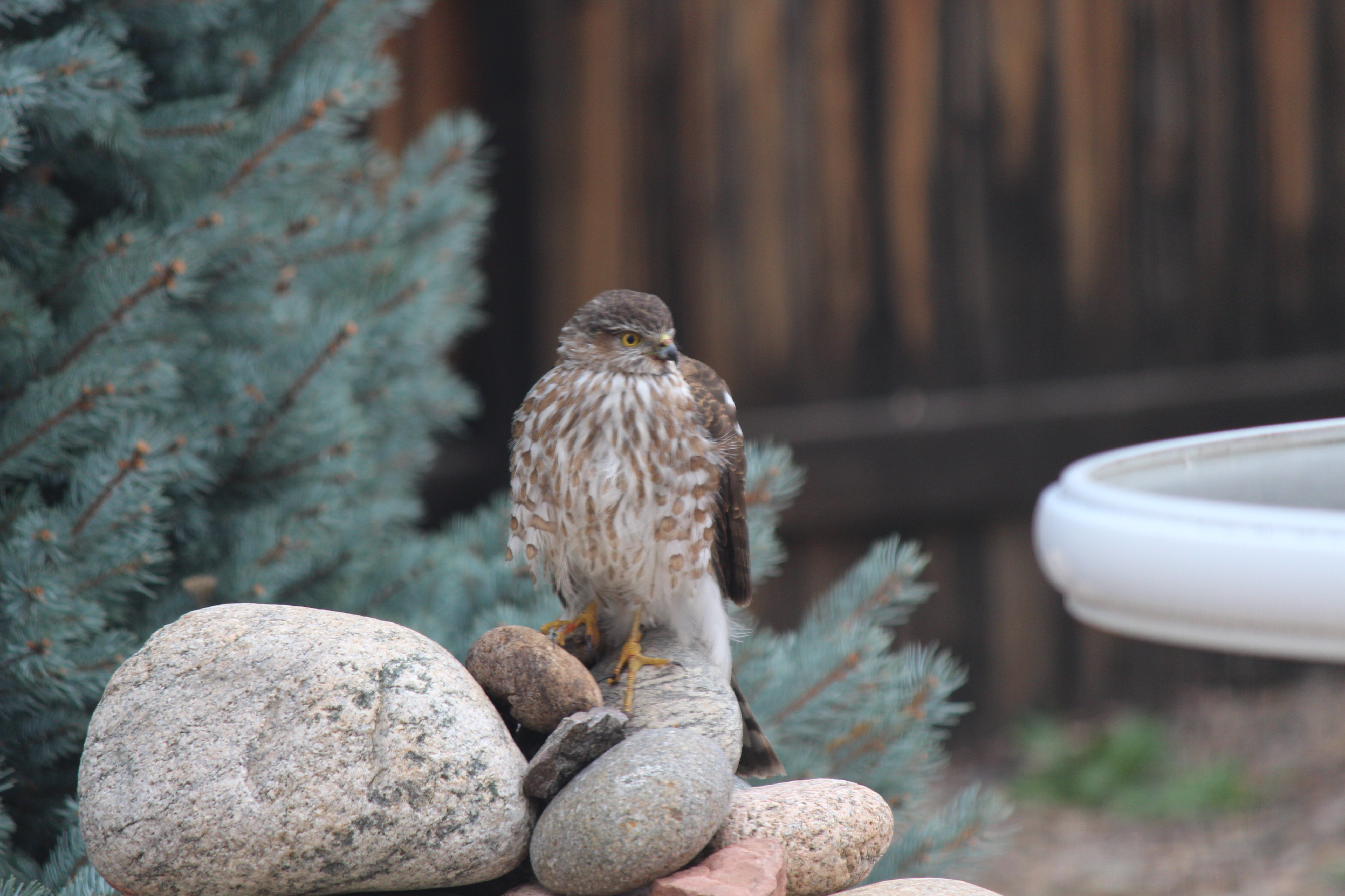 Macro and Micro Picture of the Day 2021-03-13