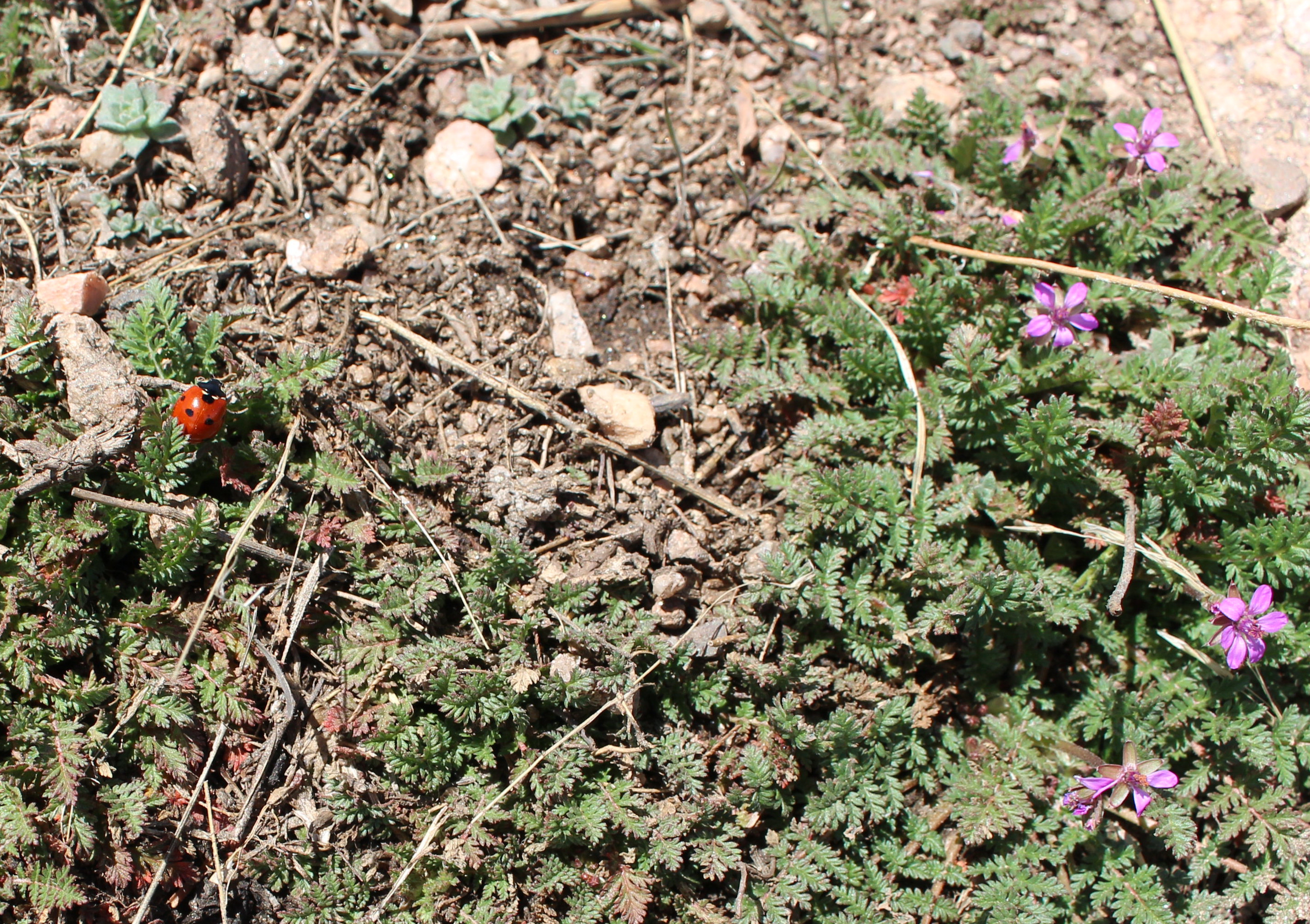 Macro and Micro Picture of the Day 2021-03-22