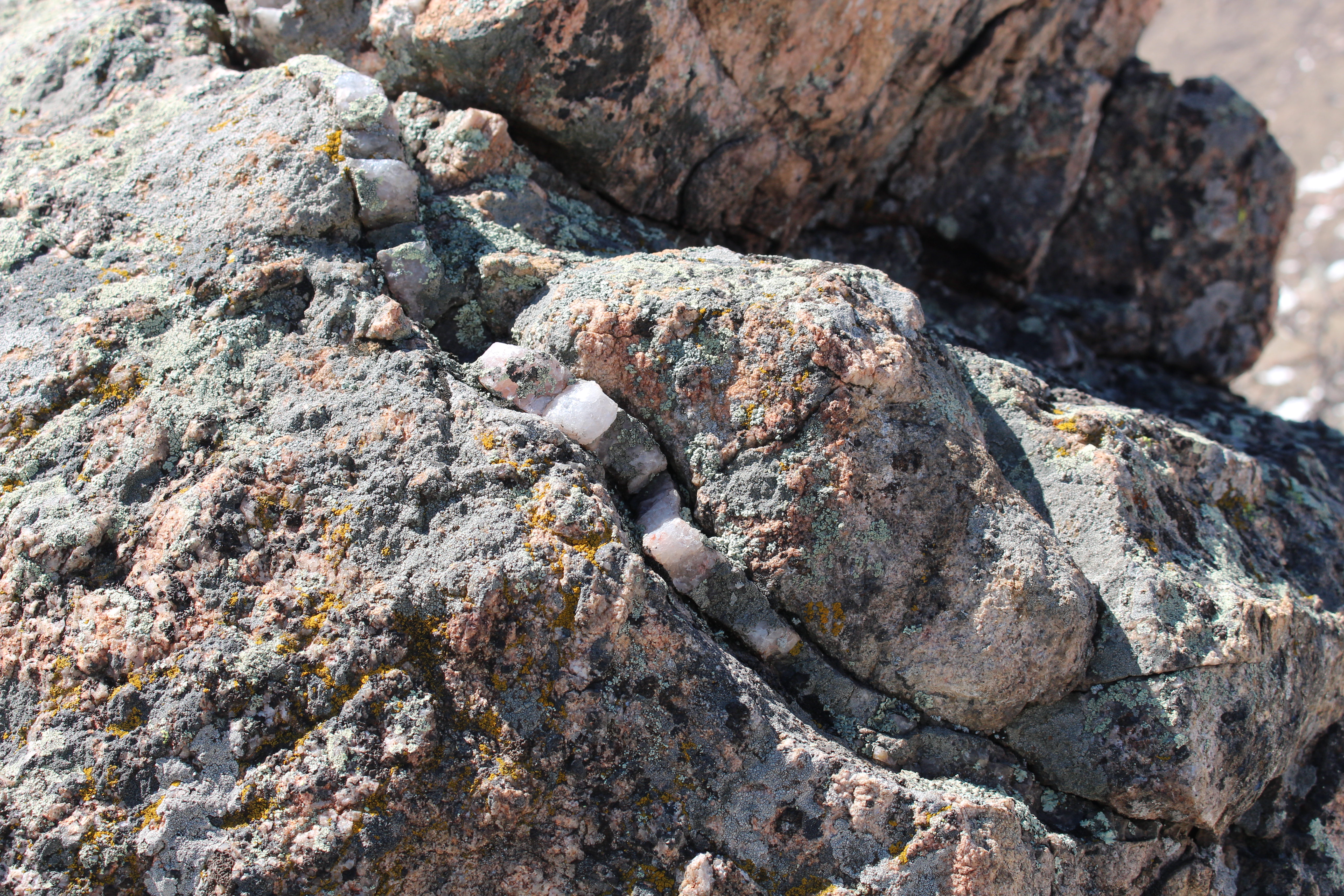 Macro and Micro Picture of the Day 2021-03-24