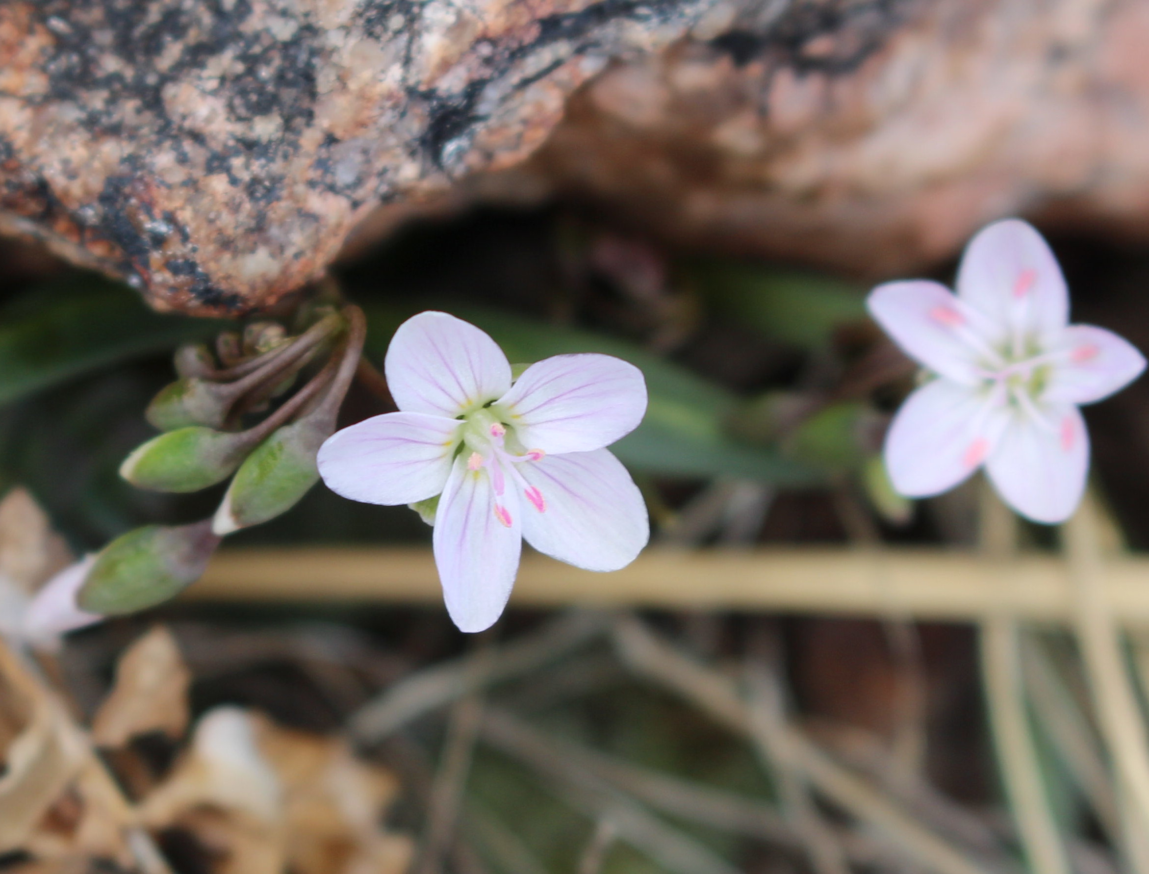 Macro and Micro Picture of the Day 2021-03-26