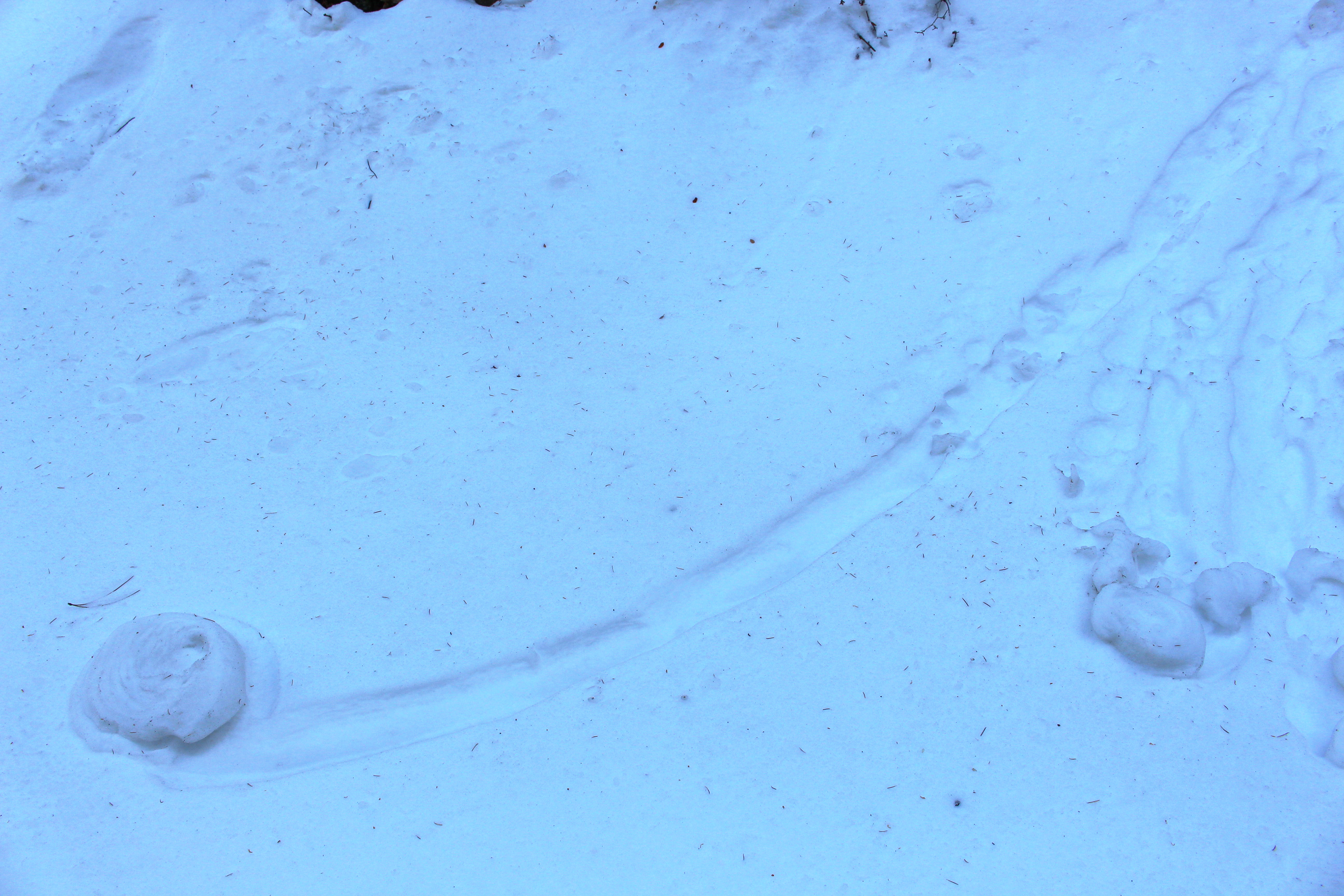 Macro and Micro Picture of the Day 2021-03-28