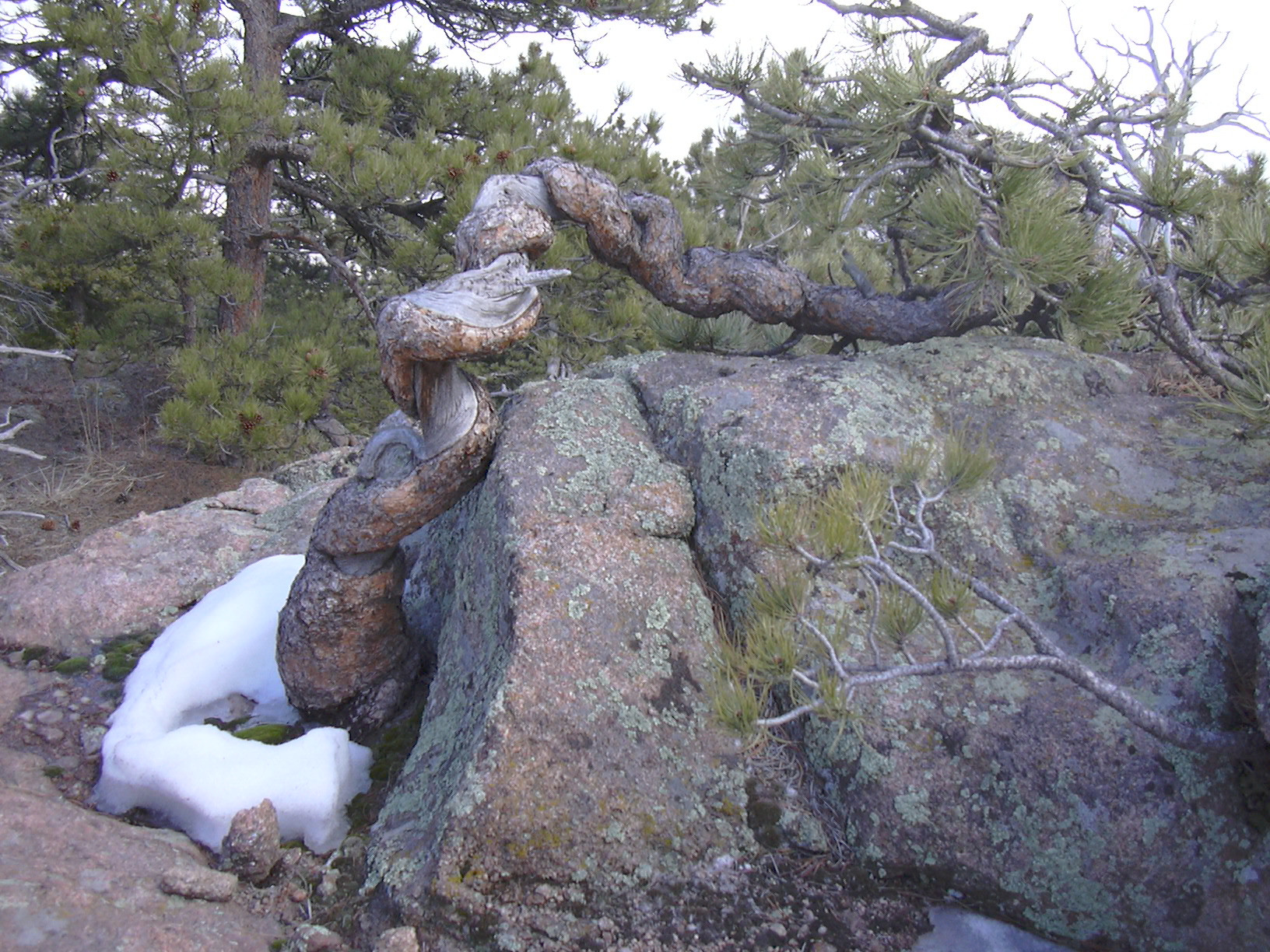 Macro and Micro Picture of the Day 2021-04-01