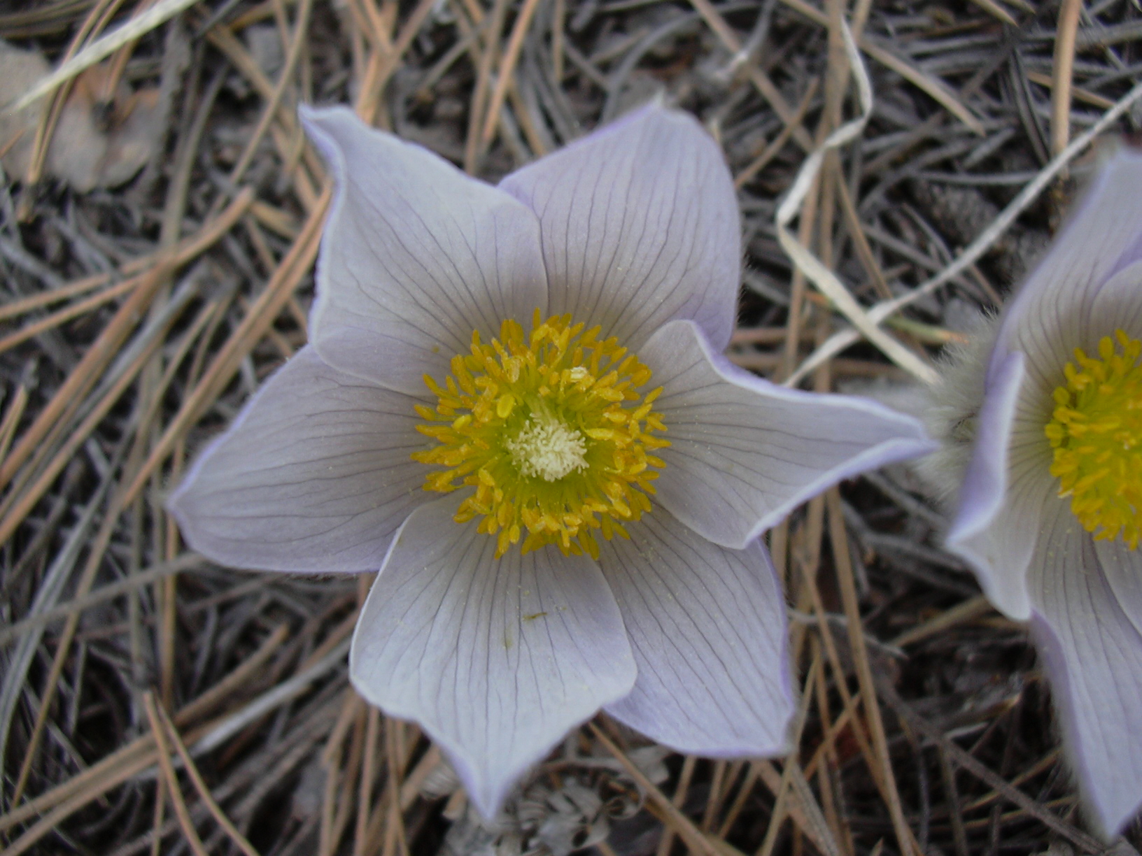 Macro and Micro Picture of the Day 2021-04-05