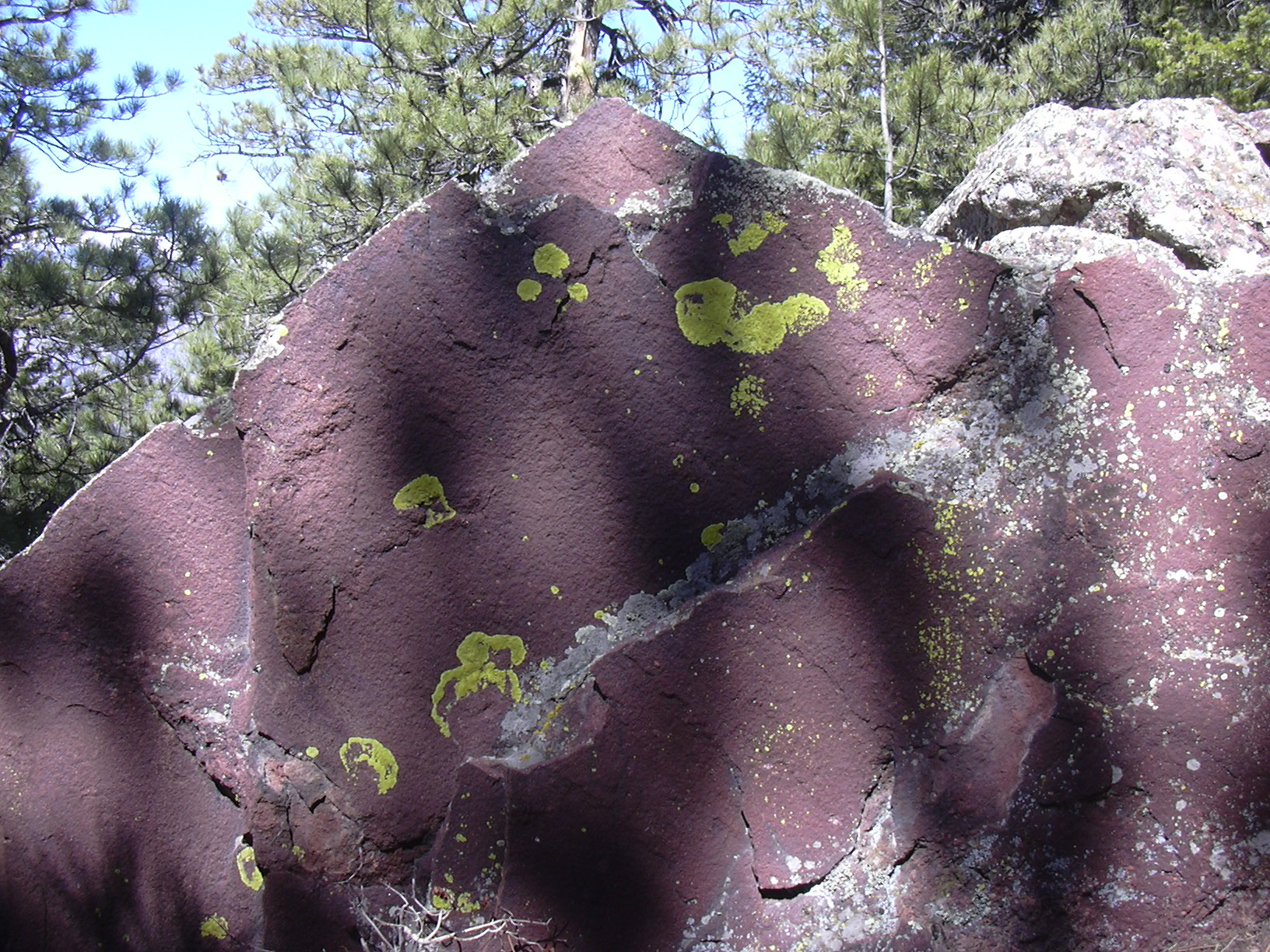 Macro and Micro Picture of the Day 2021-04-19