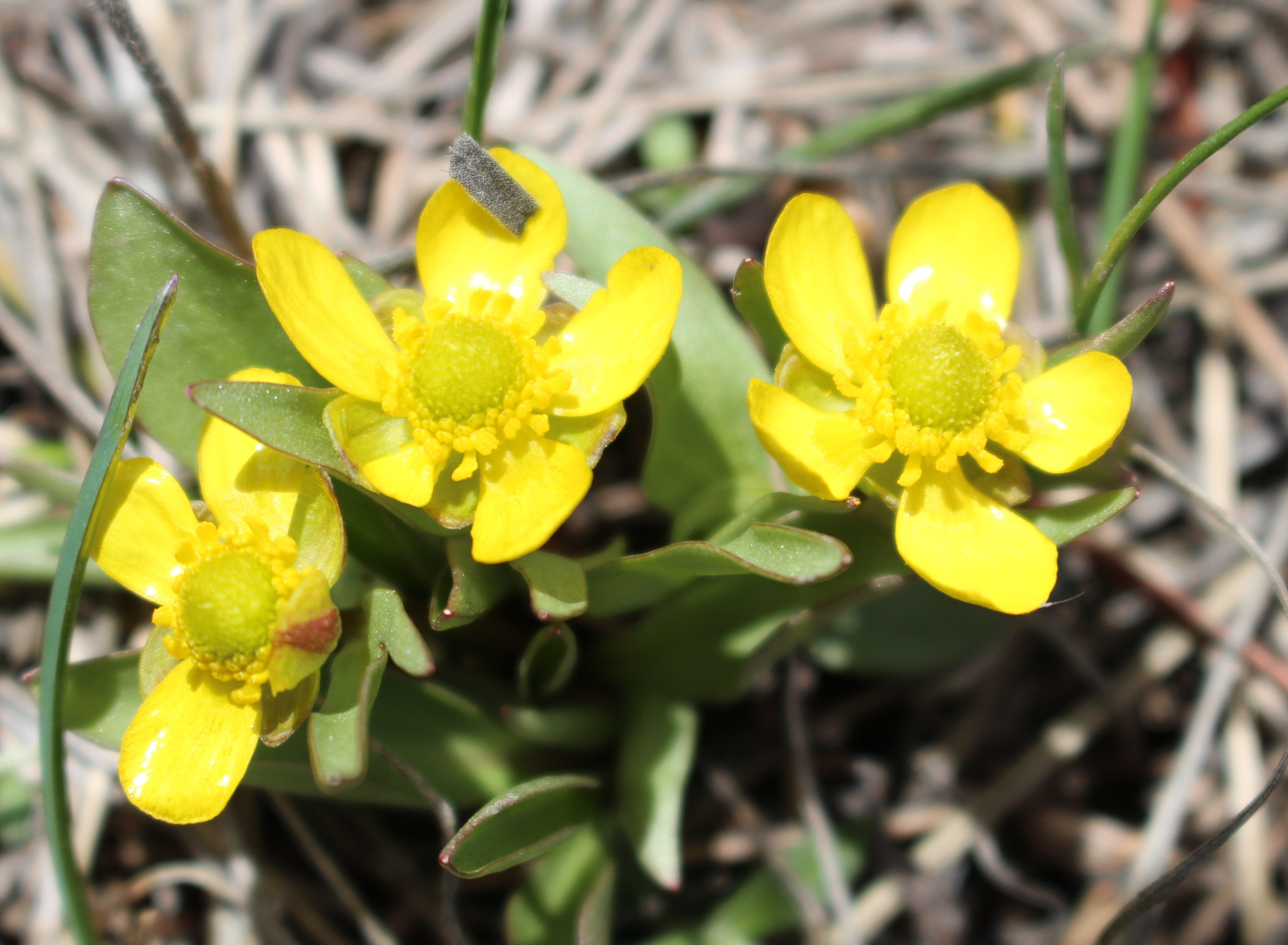 Macro and Micro Picture of the Day 2021-04-29