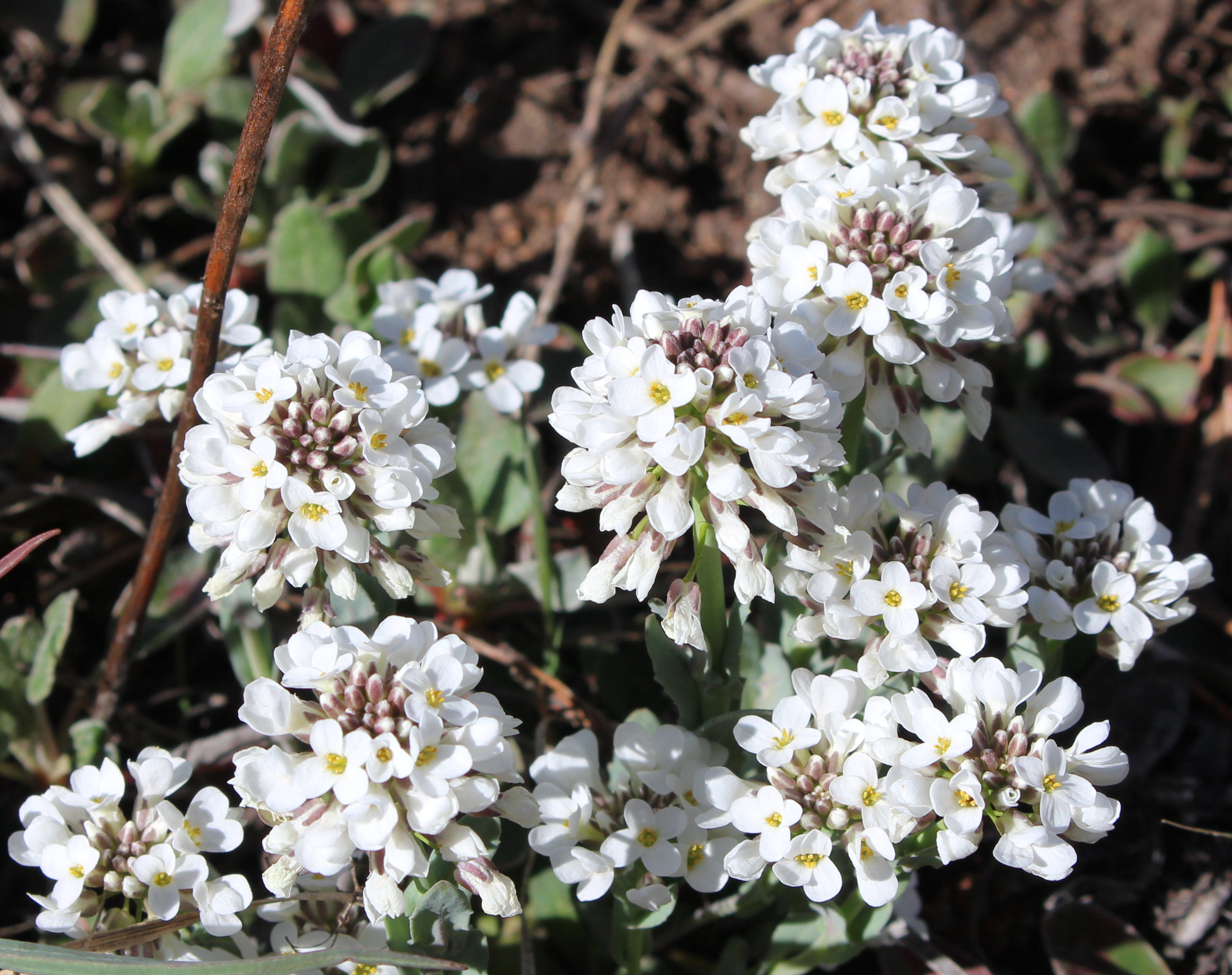 Macro and Micro Picture of the Day 2021-05-07