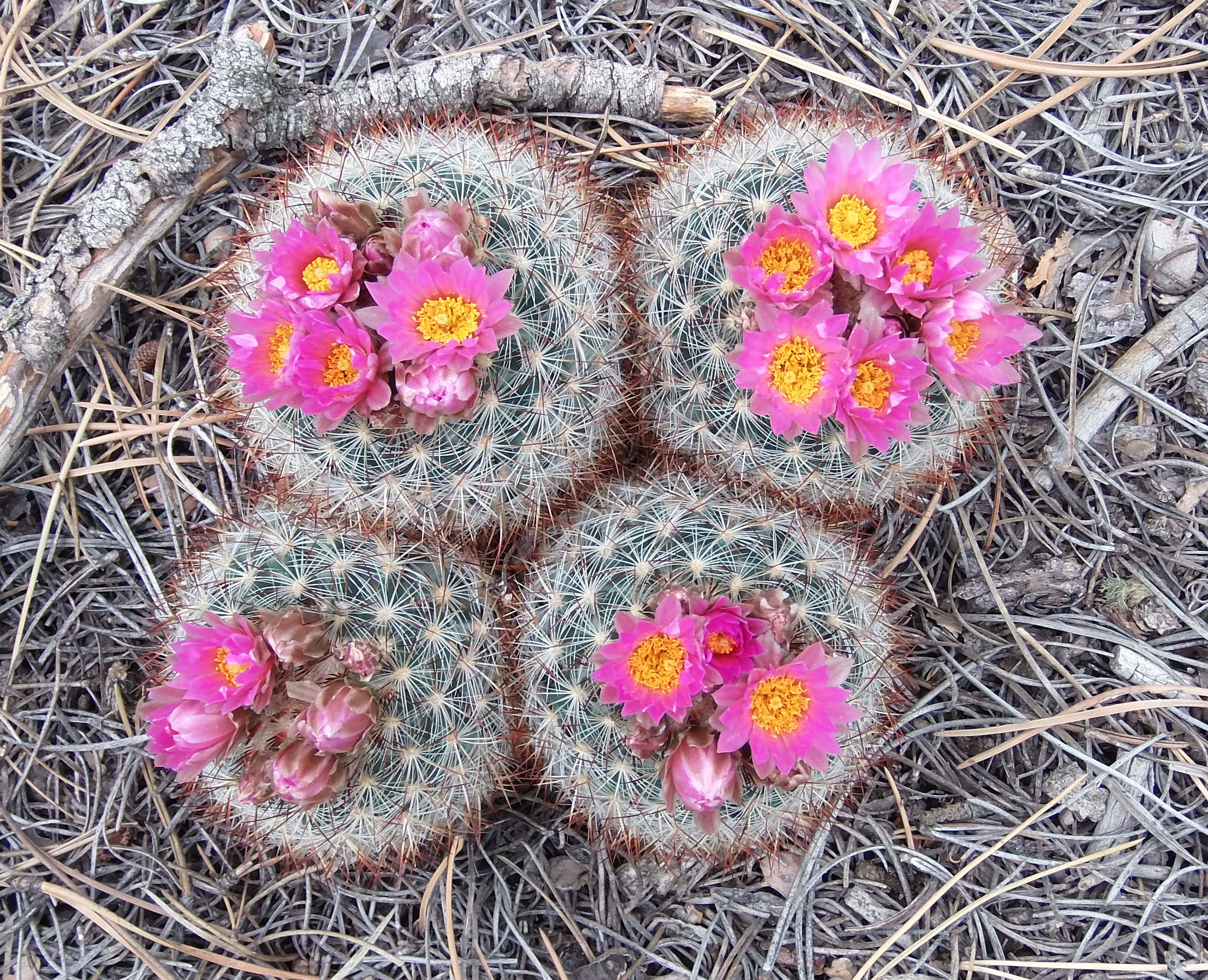 Macro and Micro Picture of the Day 2021-05-12