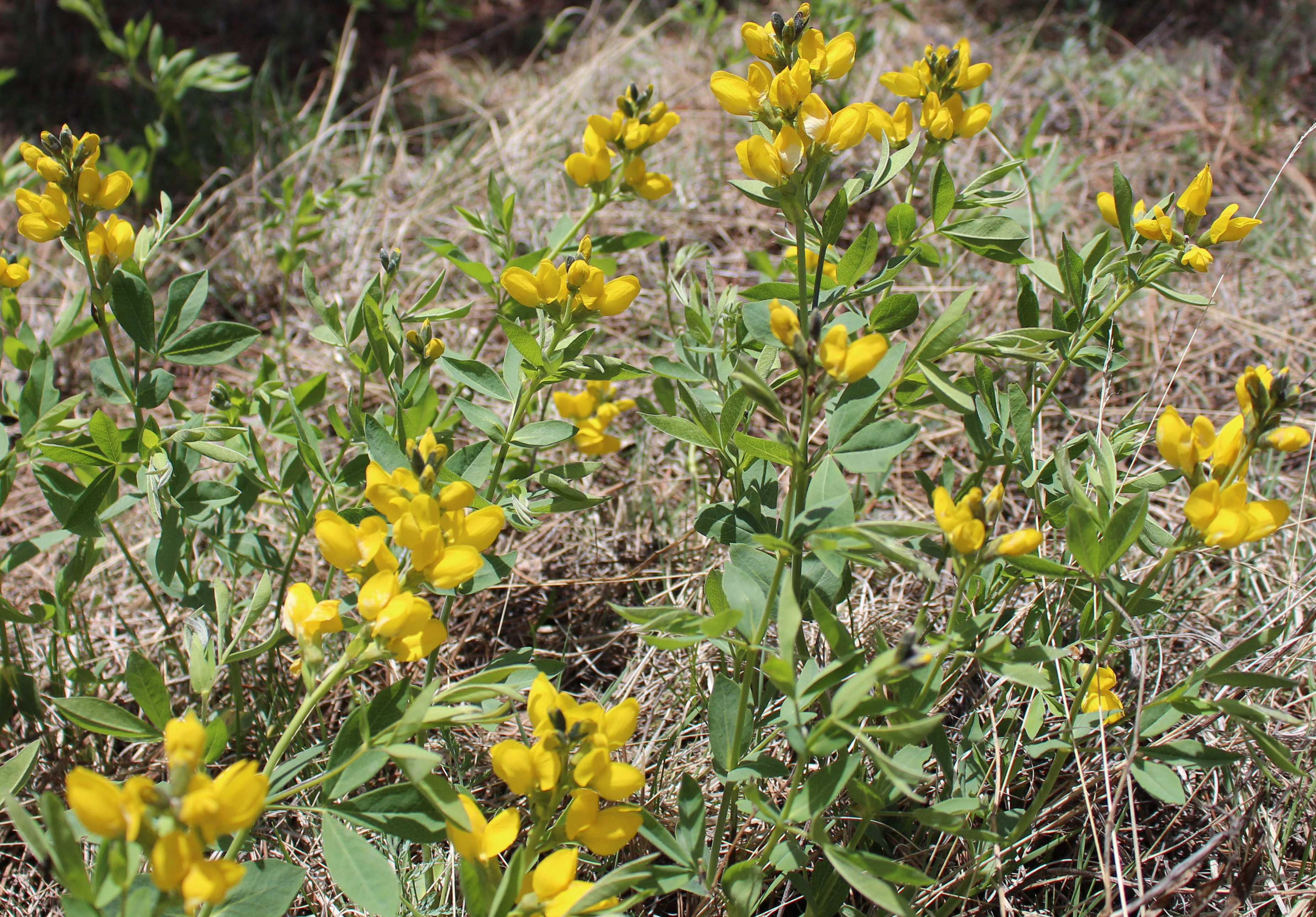 Macro and Micro Picture of the Day 2021-05-14