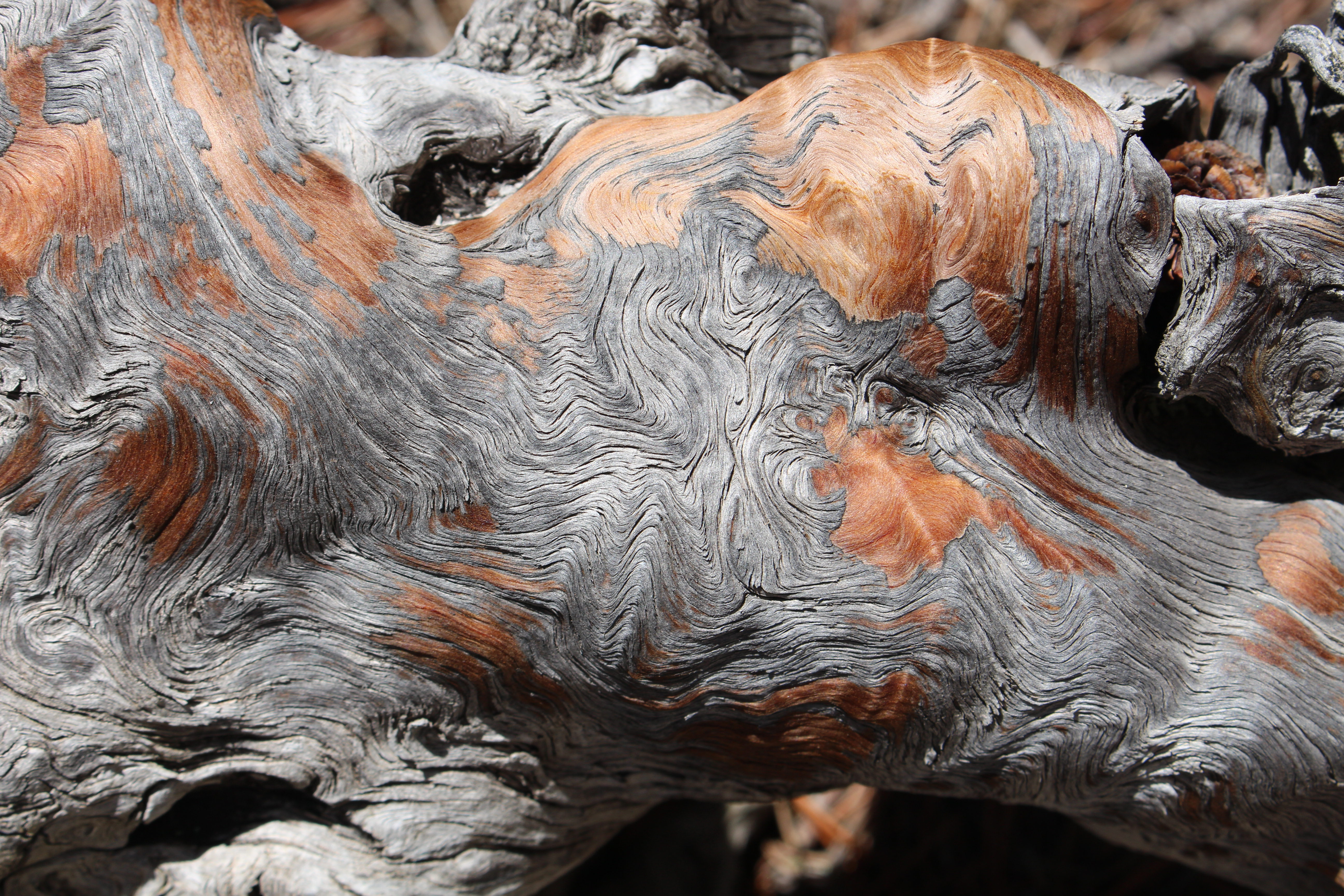 Macro and Micro Picture of the Day 2021-05-16