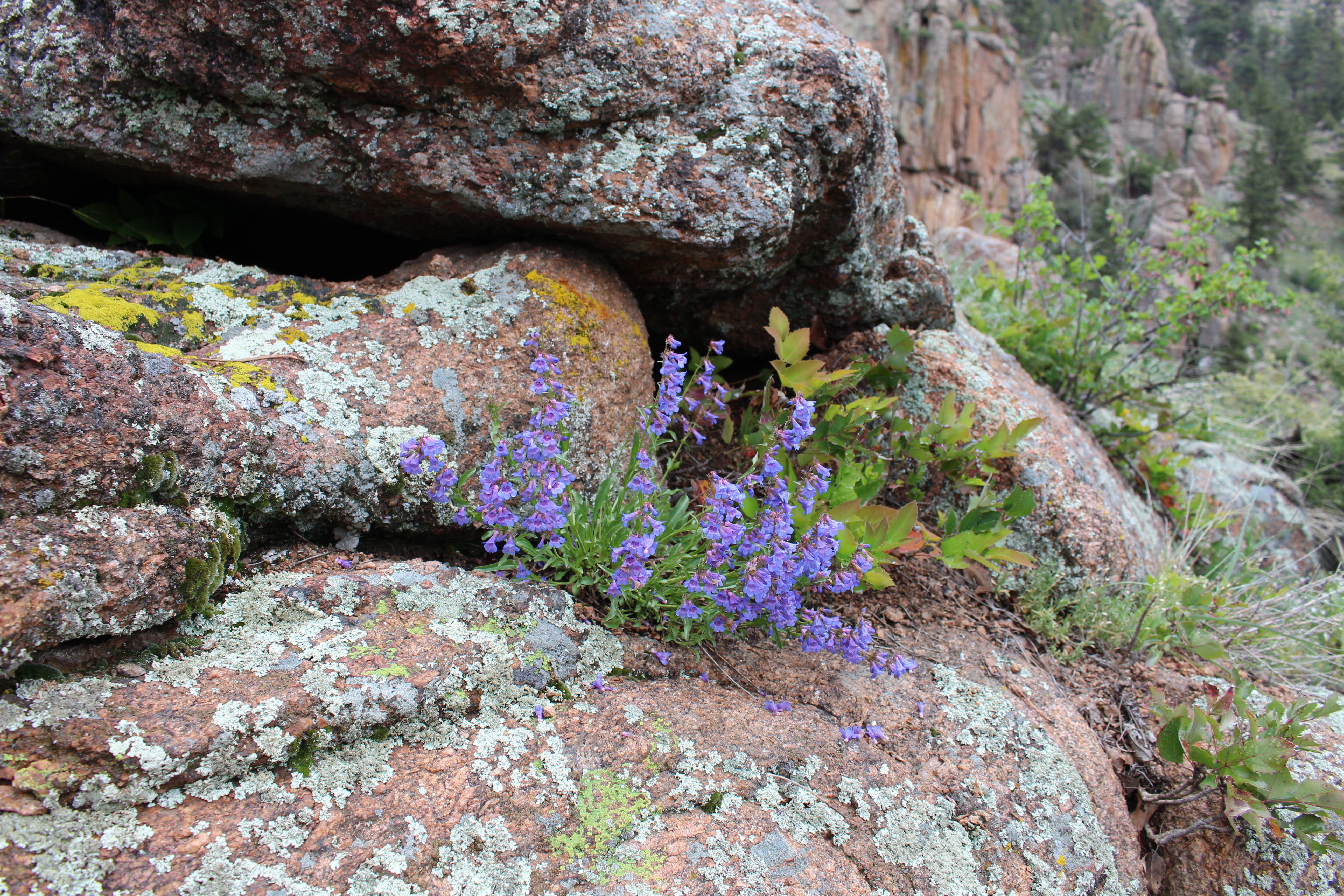 Macro and Micro Picture of the Day 2021-05-18