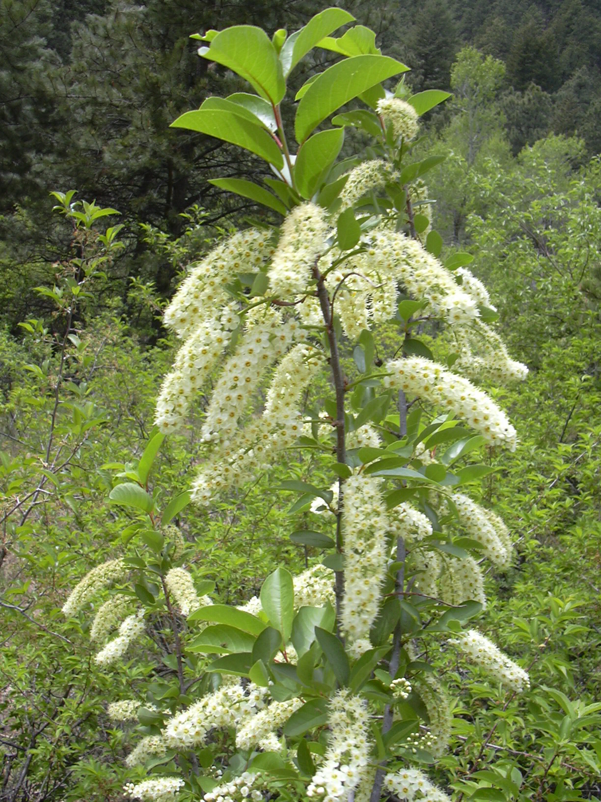 Macro and Micro Picture of the Day 2021-05-20