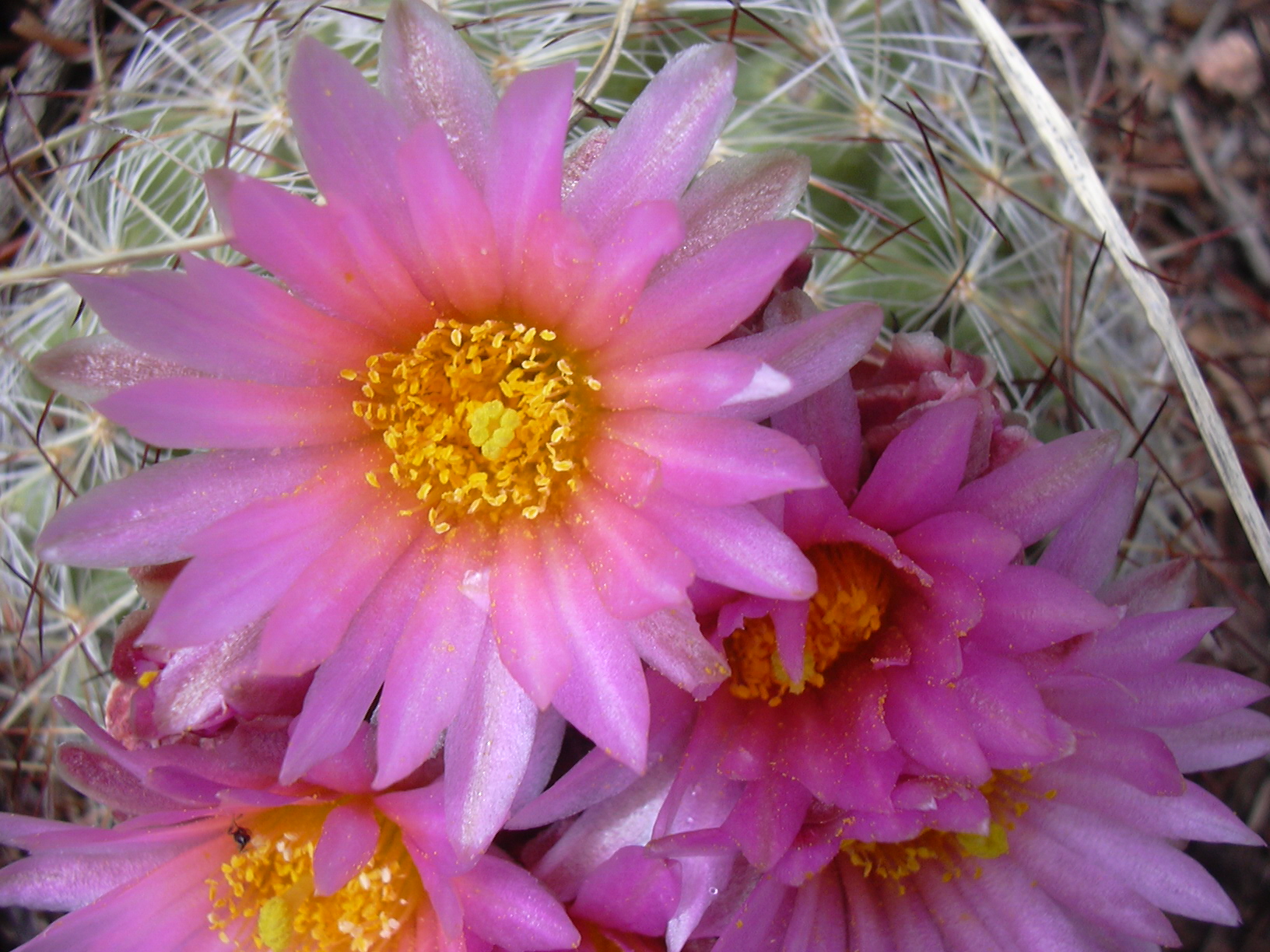 Macro and Micro Picture of the Day 2021-05-22