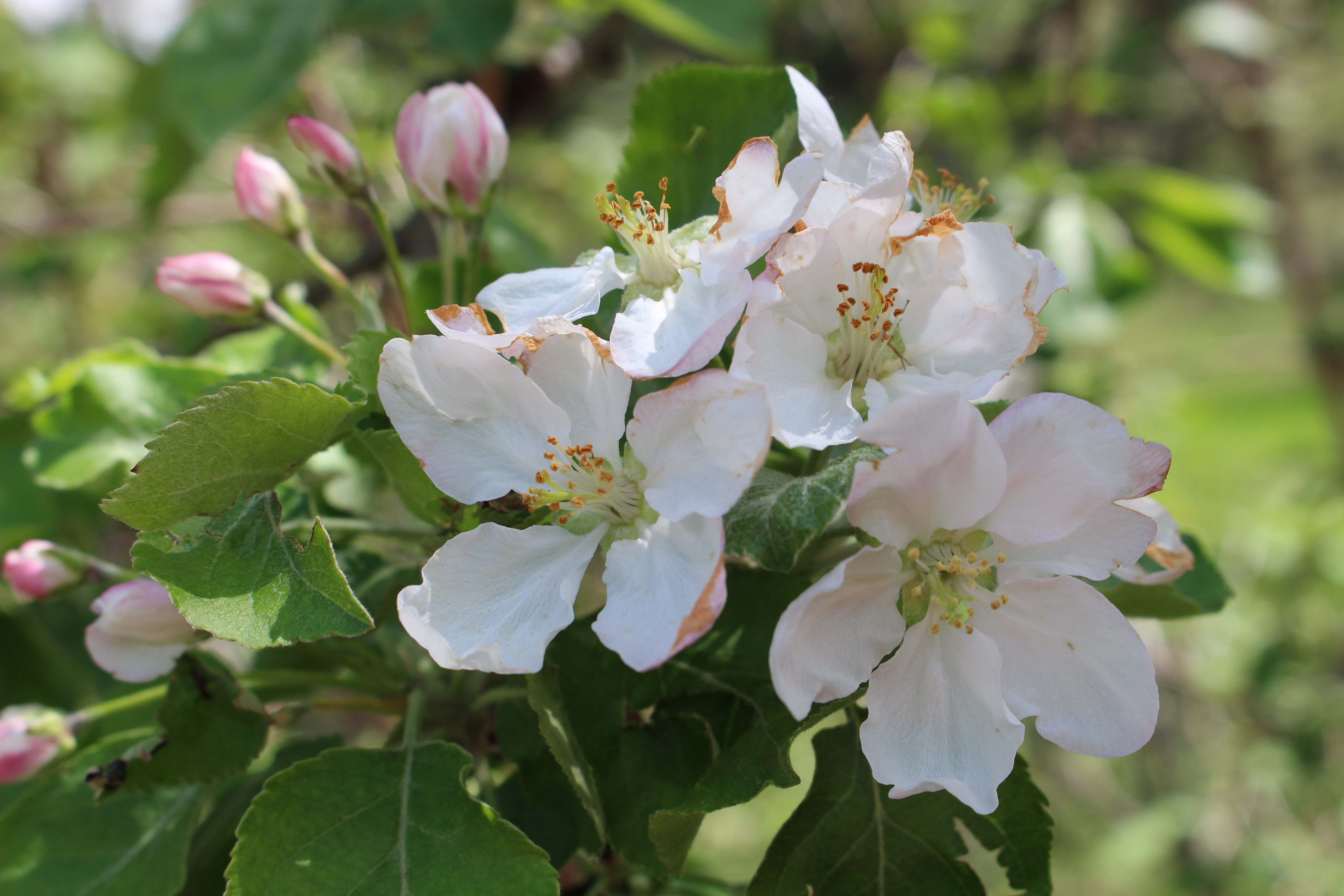 Macro and Micro Picture of the Day 2021-05-26