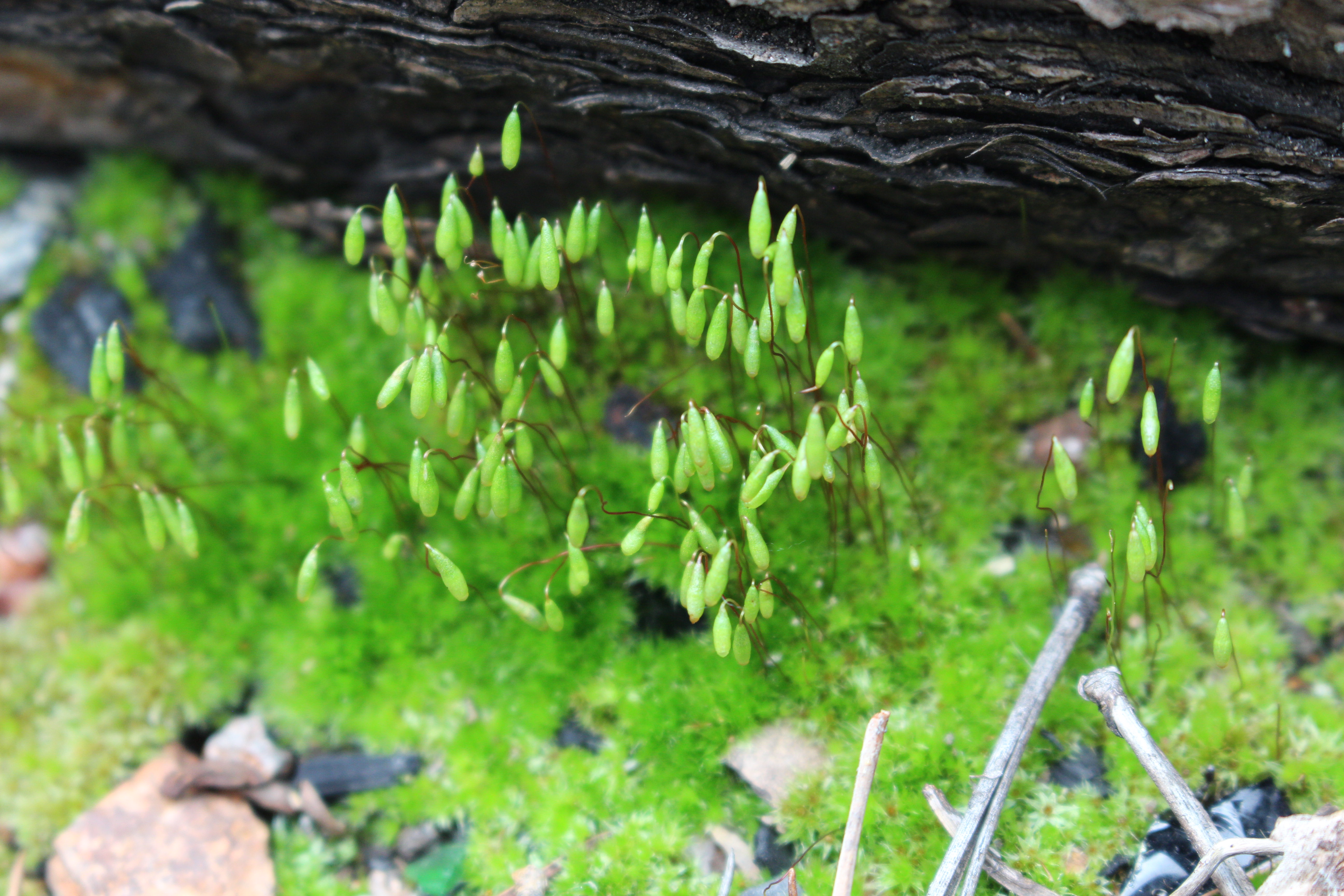 Macro and Micro Picture of the Day 2021-05-27