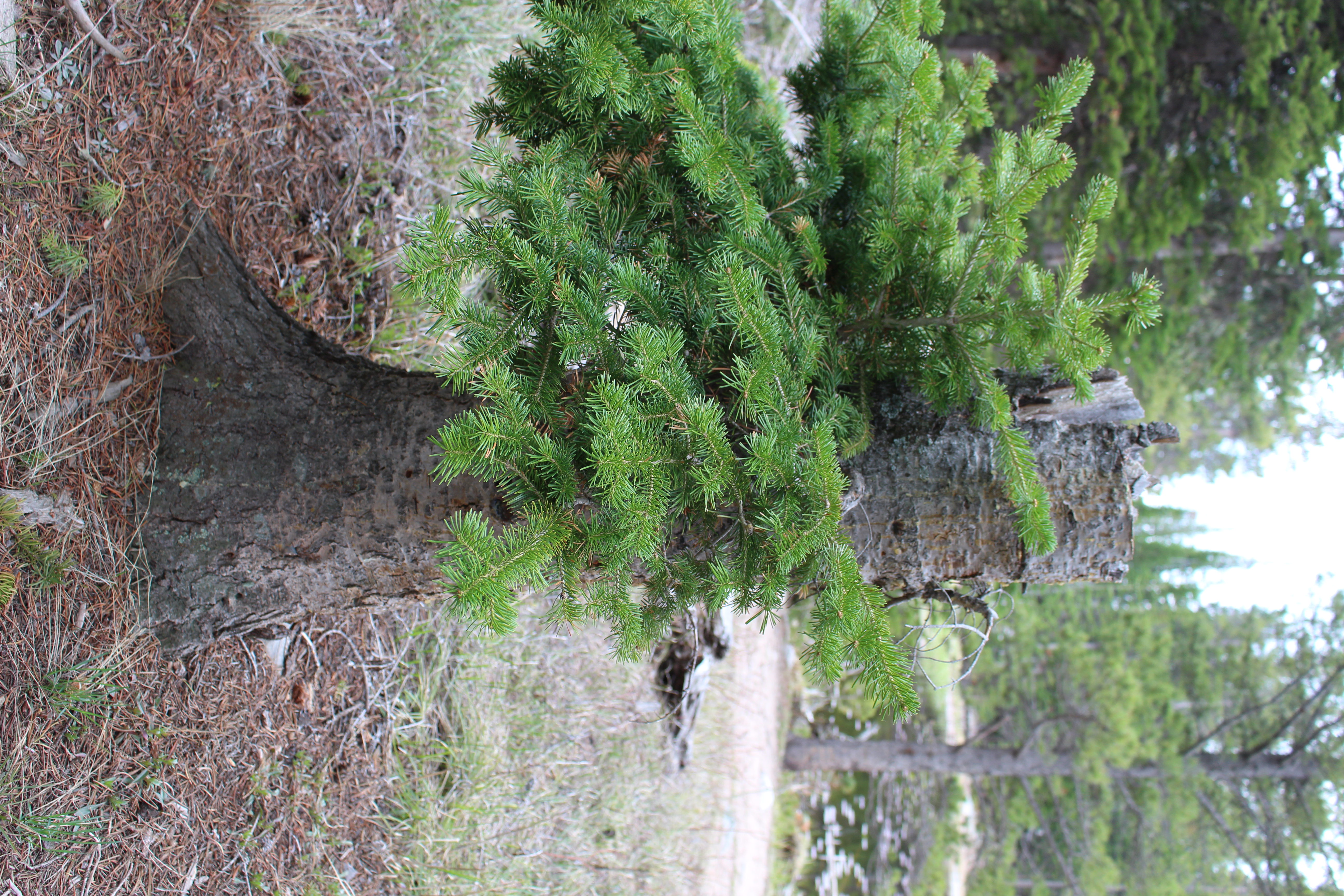 Macro and Micro Picture of the Day 2021-05-30