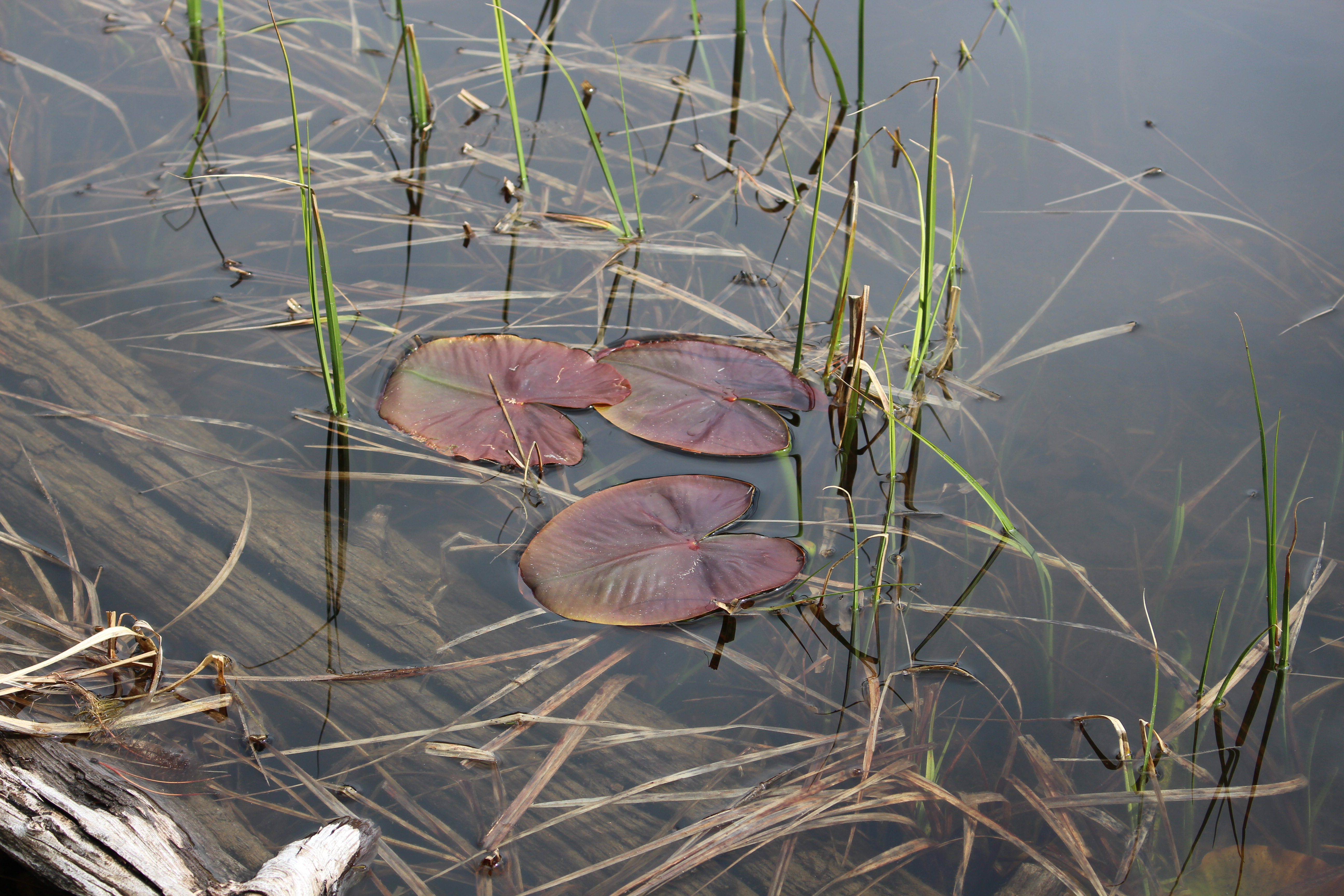 Macro and Micro Picture of the Day 2021-05-31