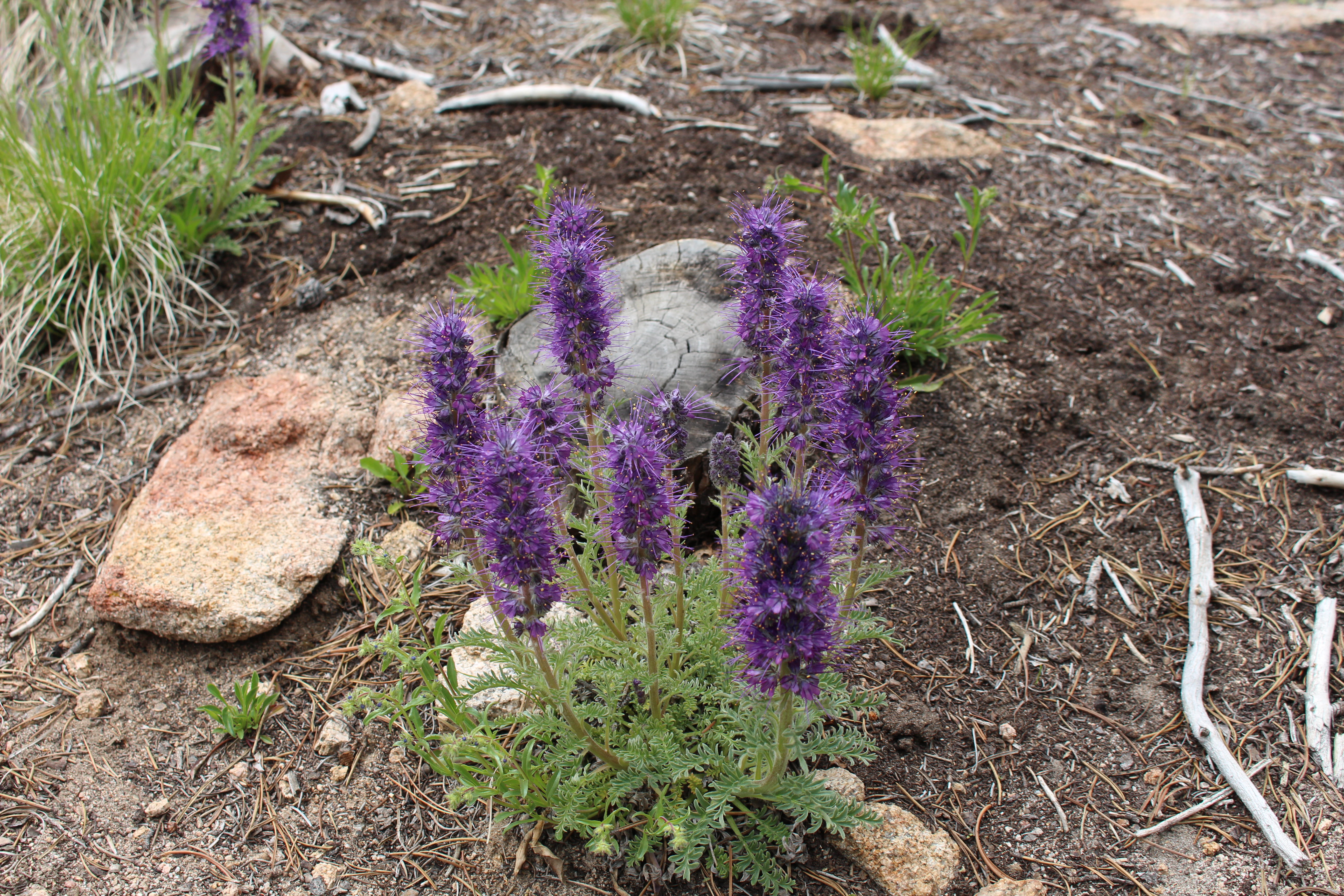 Macro and Micro Picture of the Day 2021-06-06