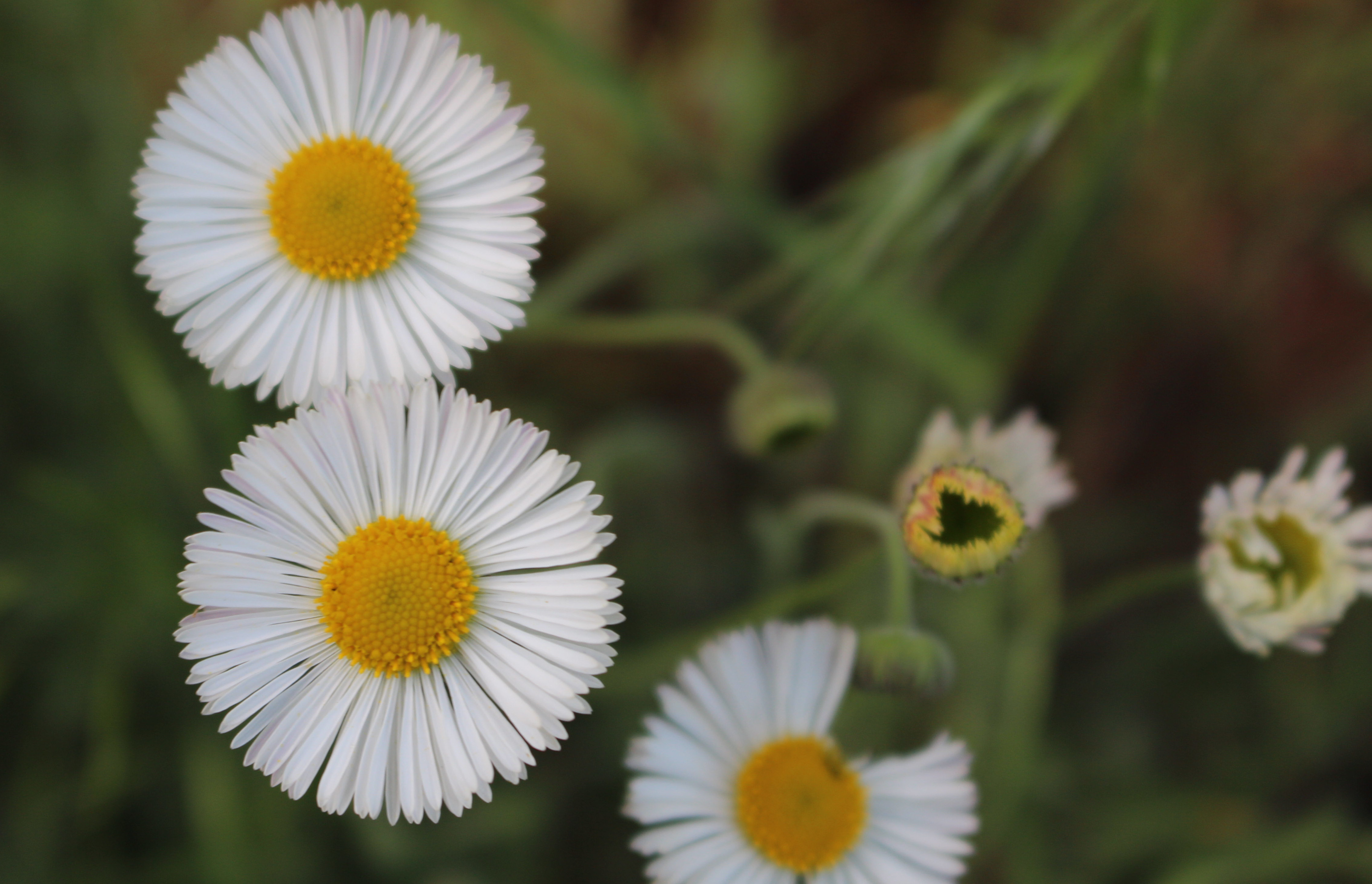 Macro and Micro Picture of the Day 2021-06-08