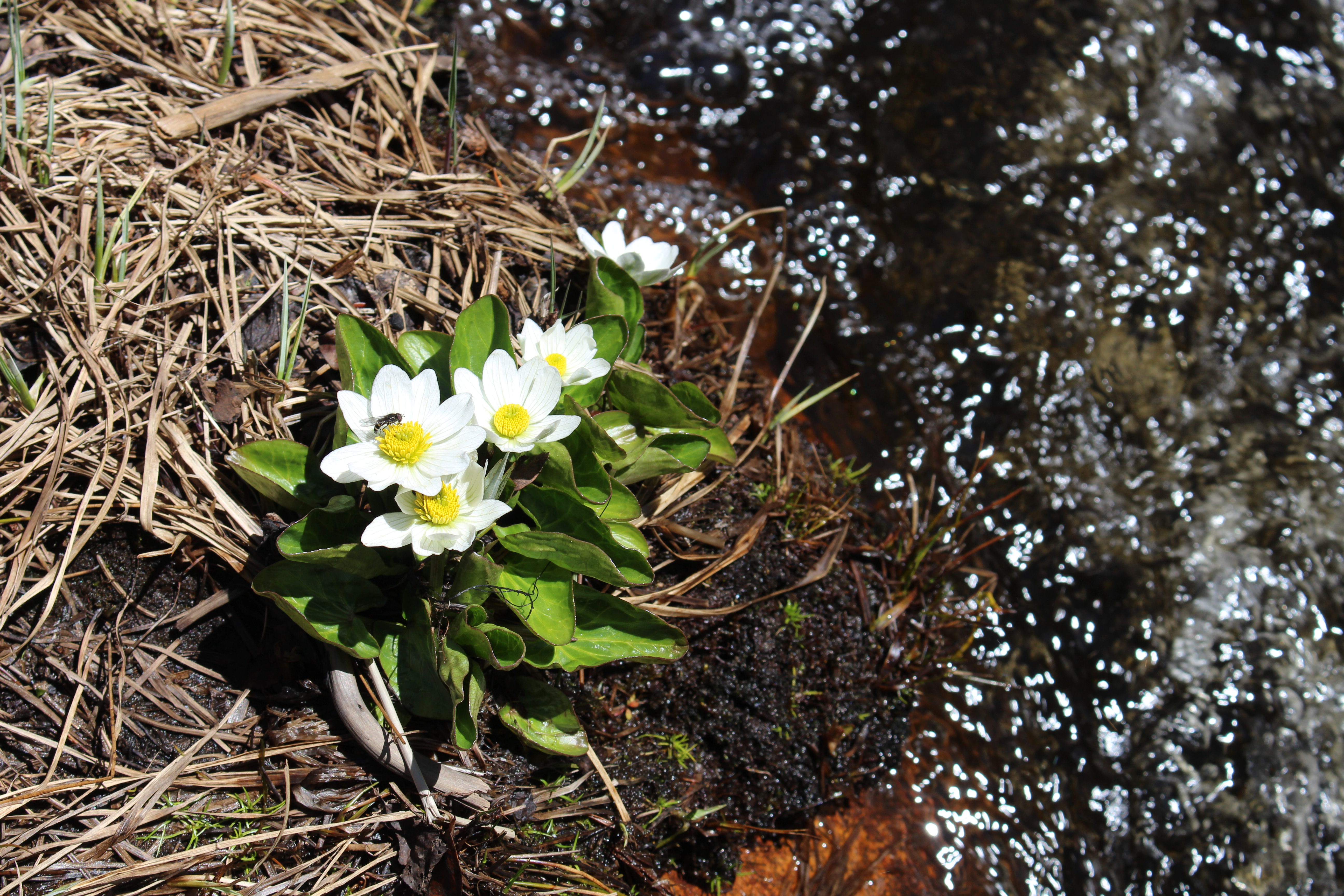 Macro and Micro Picture of the Day 2021-06-10