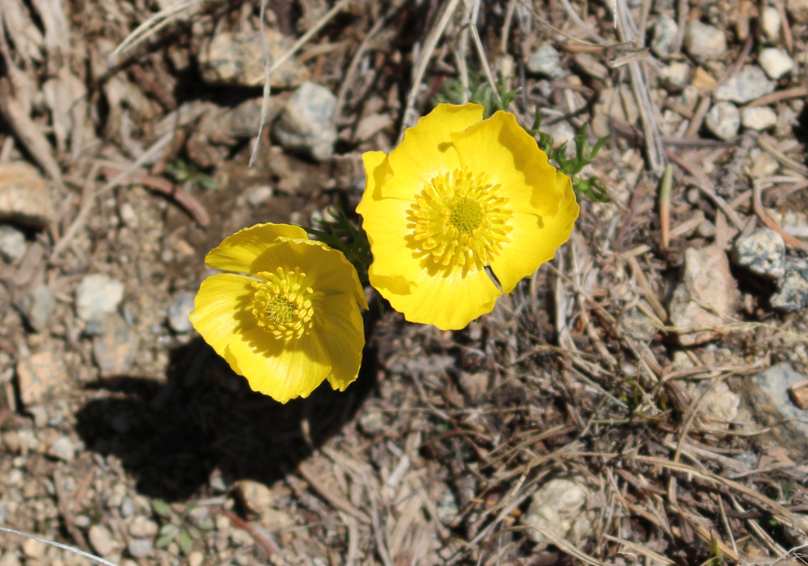 Macro and Micro Picture of the Day 2021-06-12