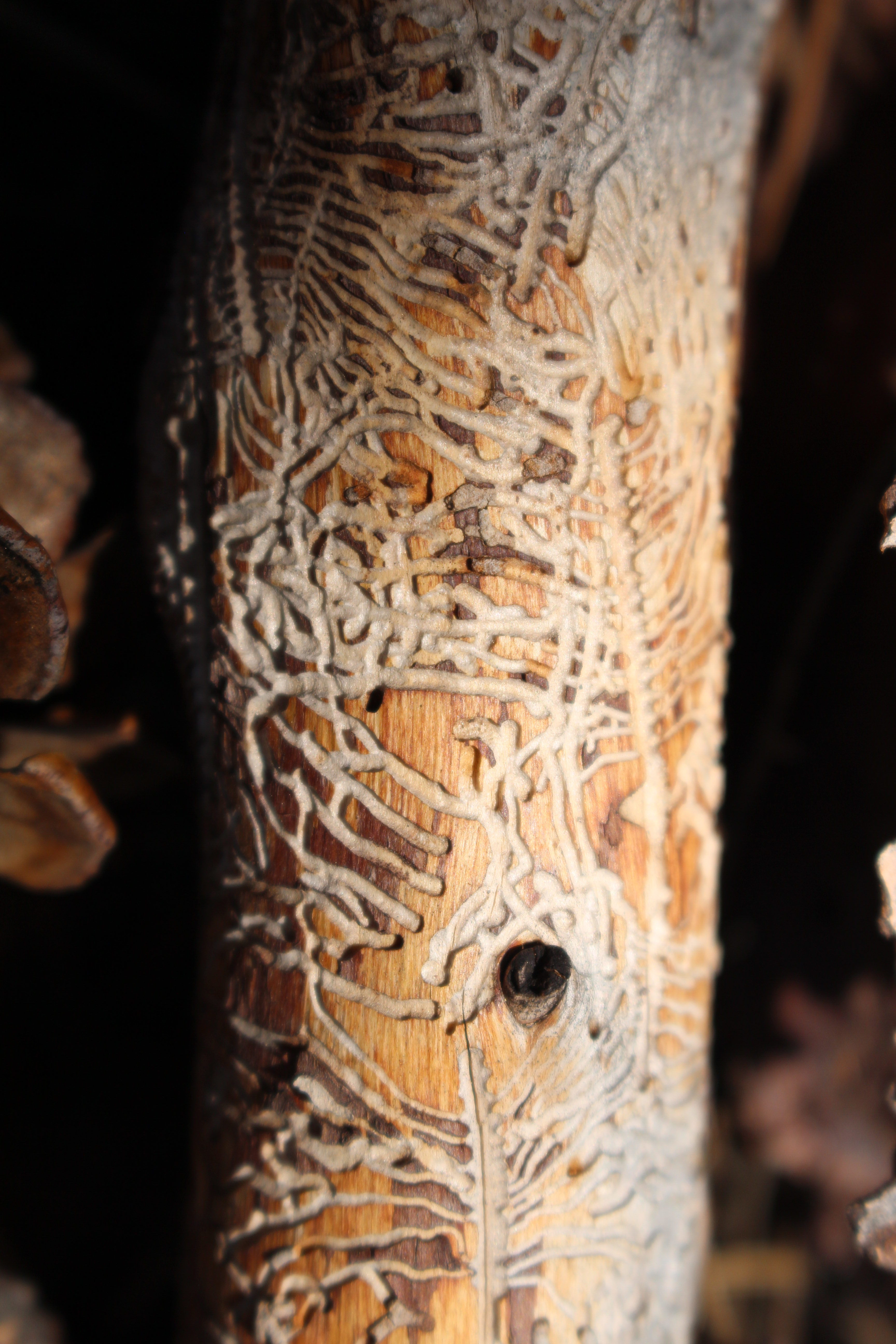 Macro and Micro Picture of the Day 2021-06-18