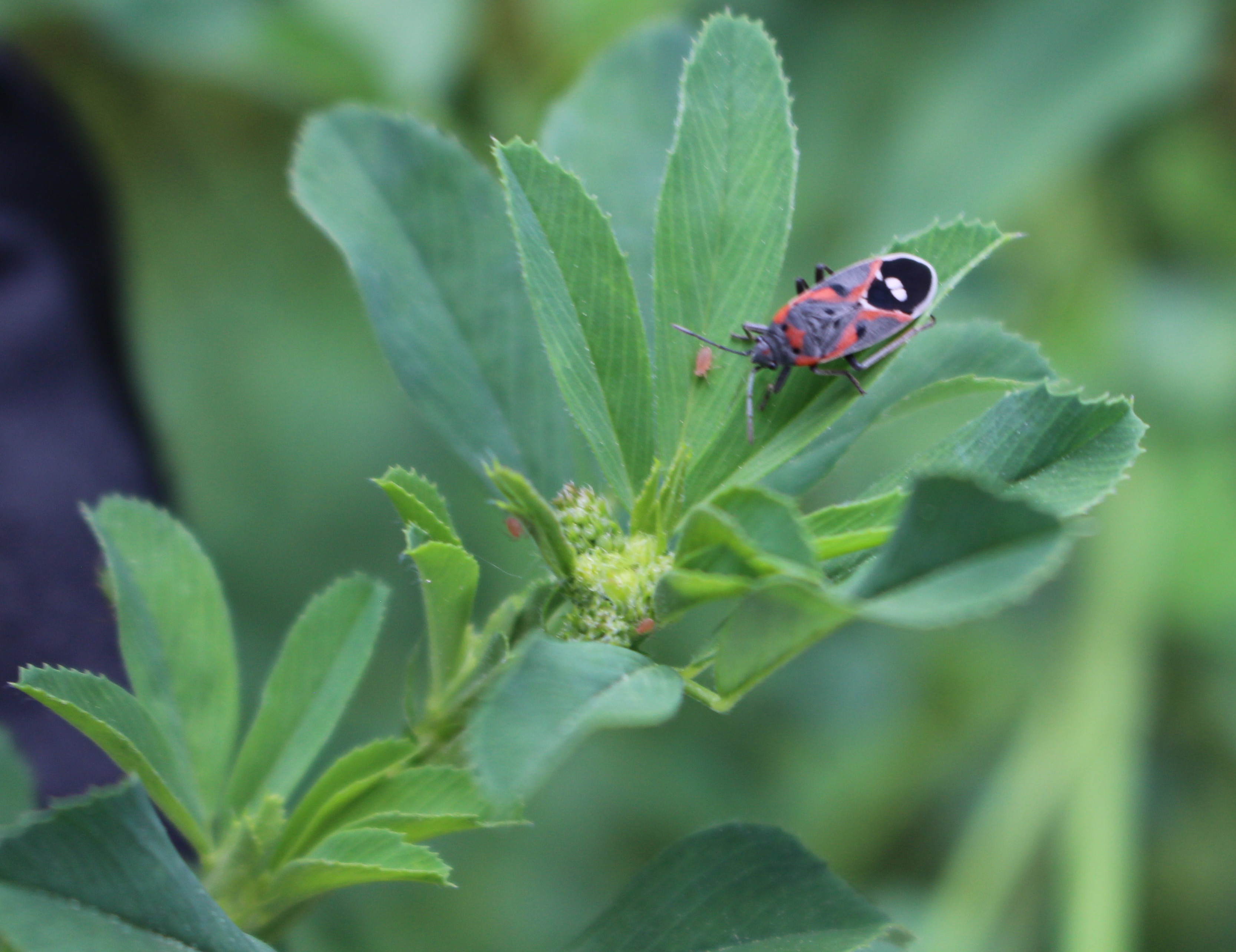 Macro and Micro Picture of the Day 2021-06-20