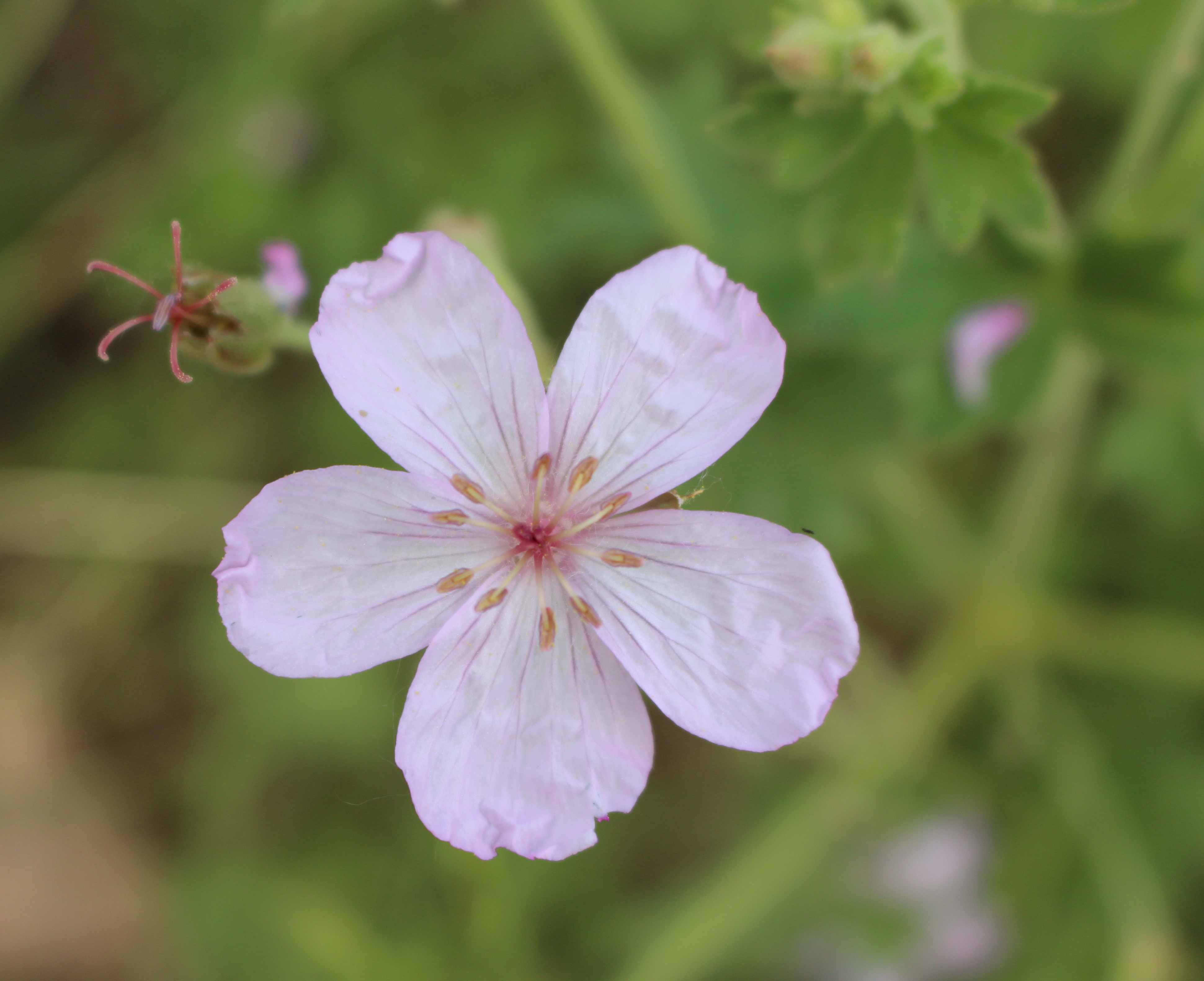 Macro and Micro Picture of the Day 2021-06-22