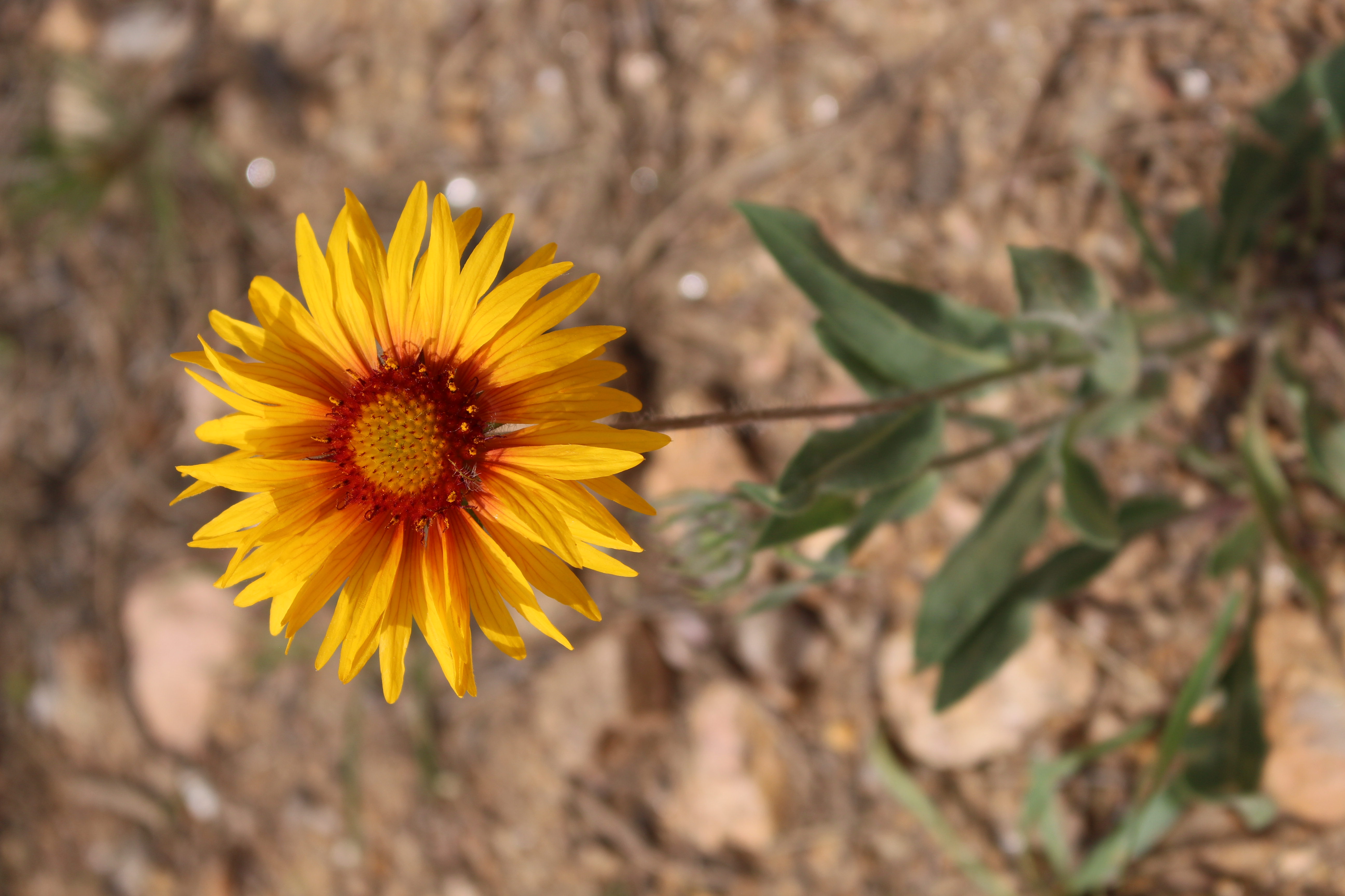 Macro and Micro Picture of the Day 2021-06-29