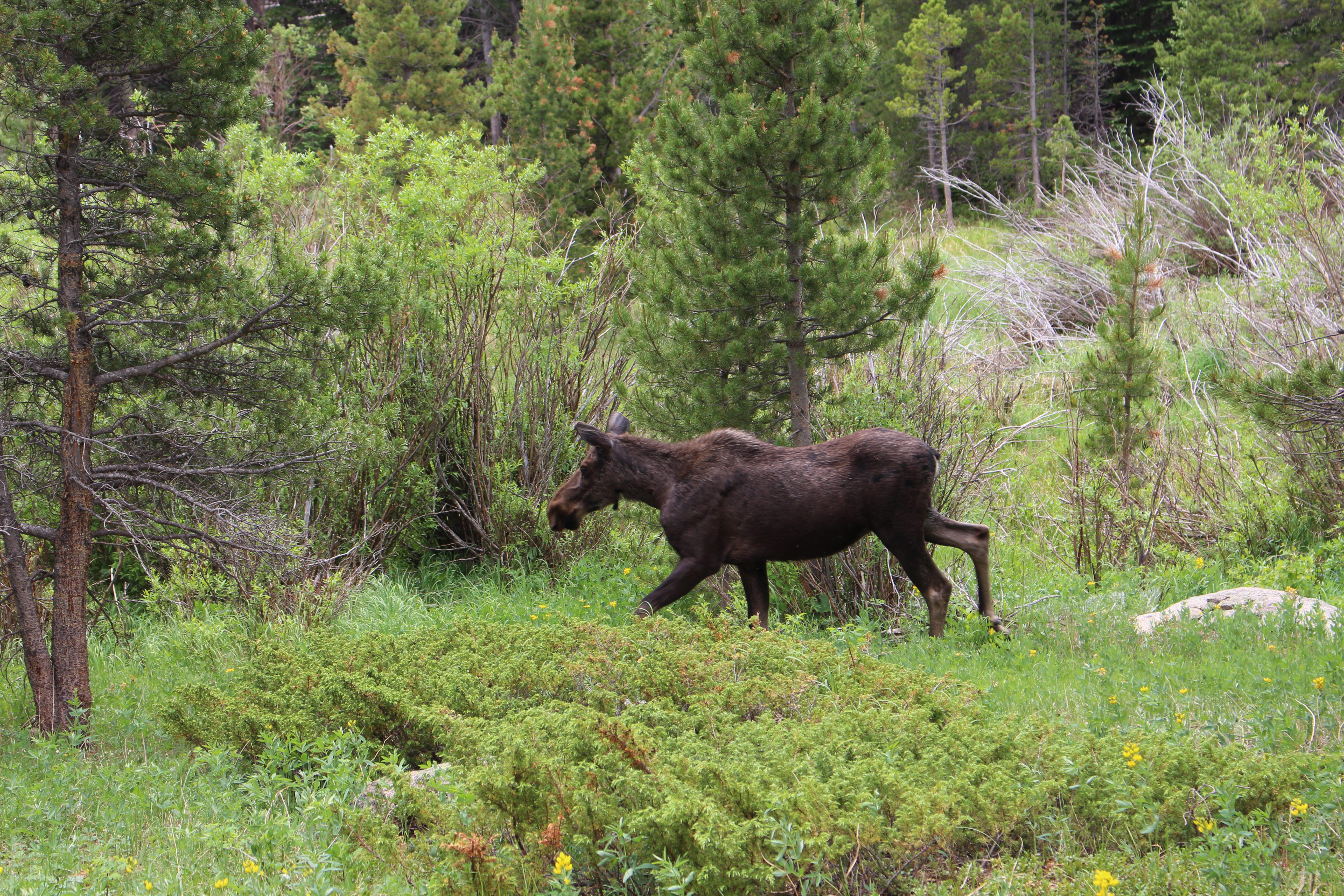 Macro and Micro Picture of the Day 2021-07-01