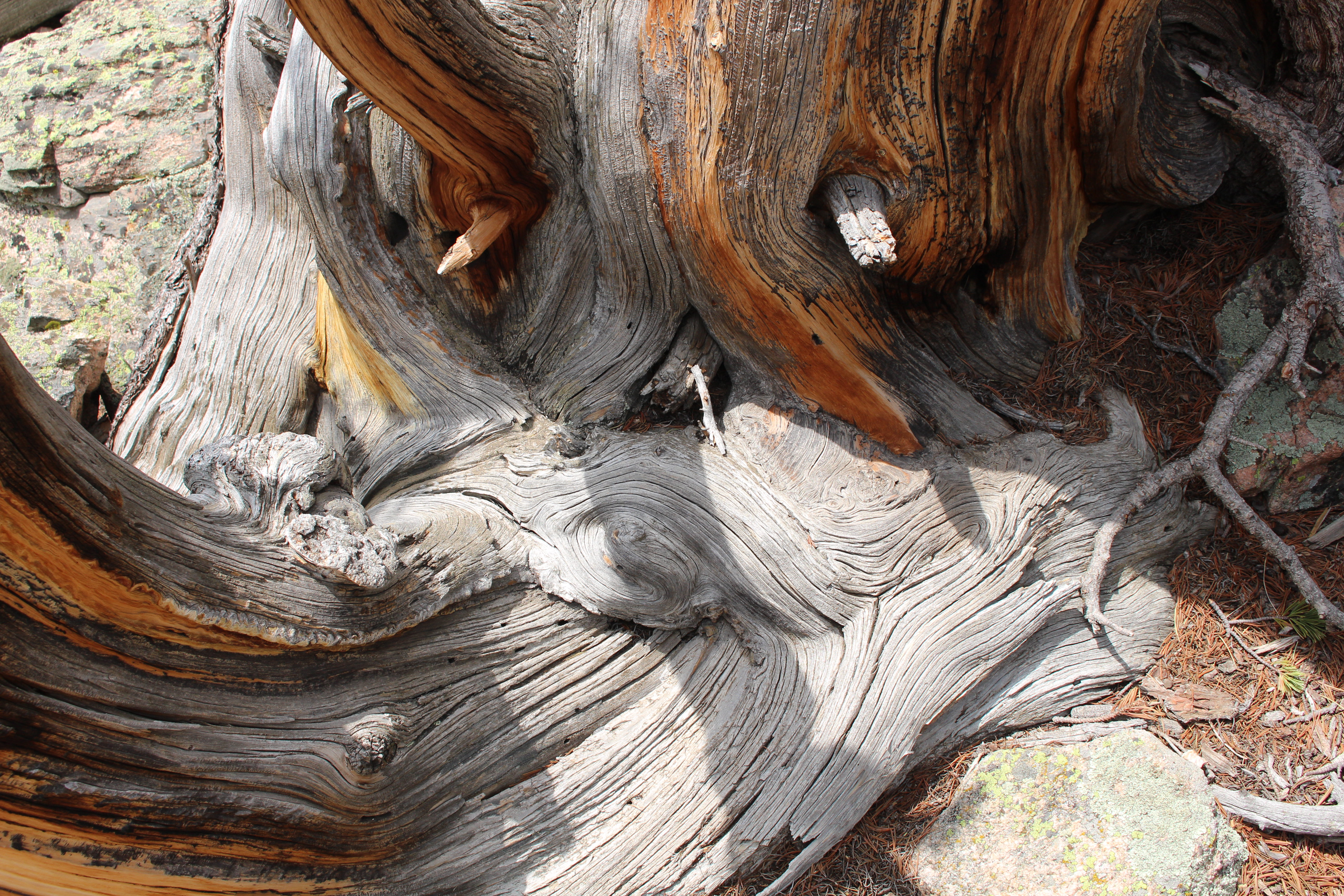 Macro and Micro Picture of the Day 2021-07-03