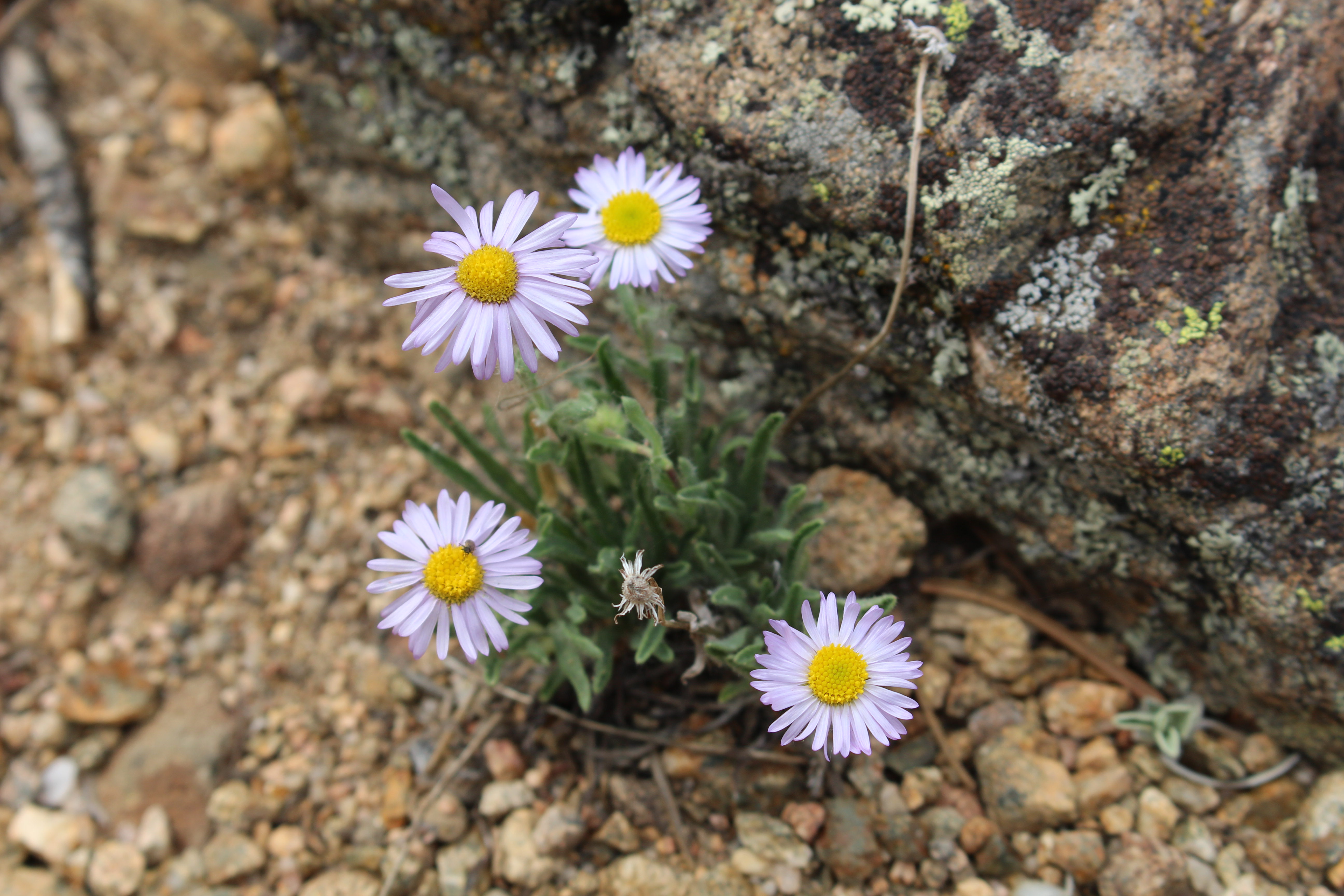 Macro and Micro Picture of the Day 2021-07-05