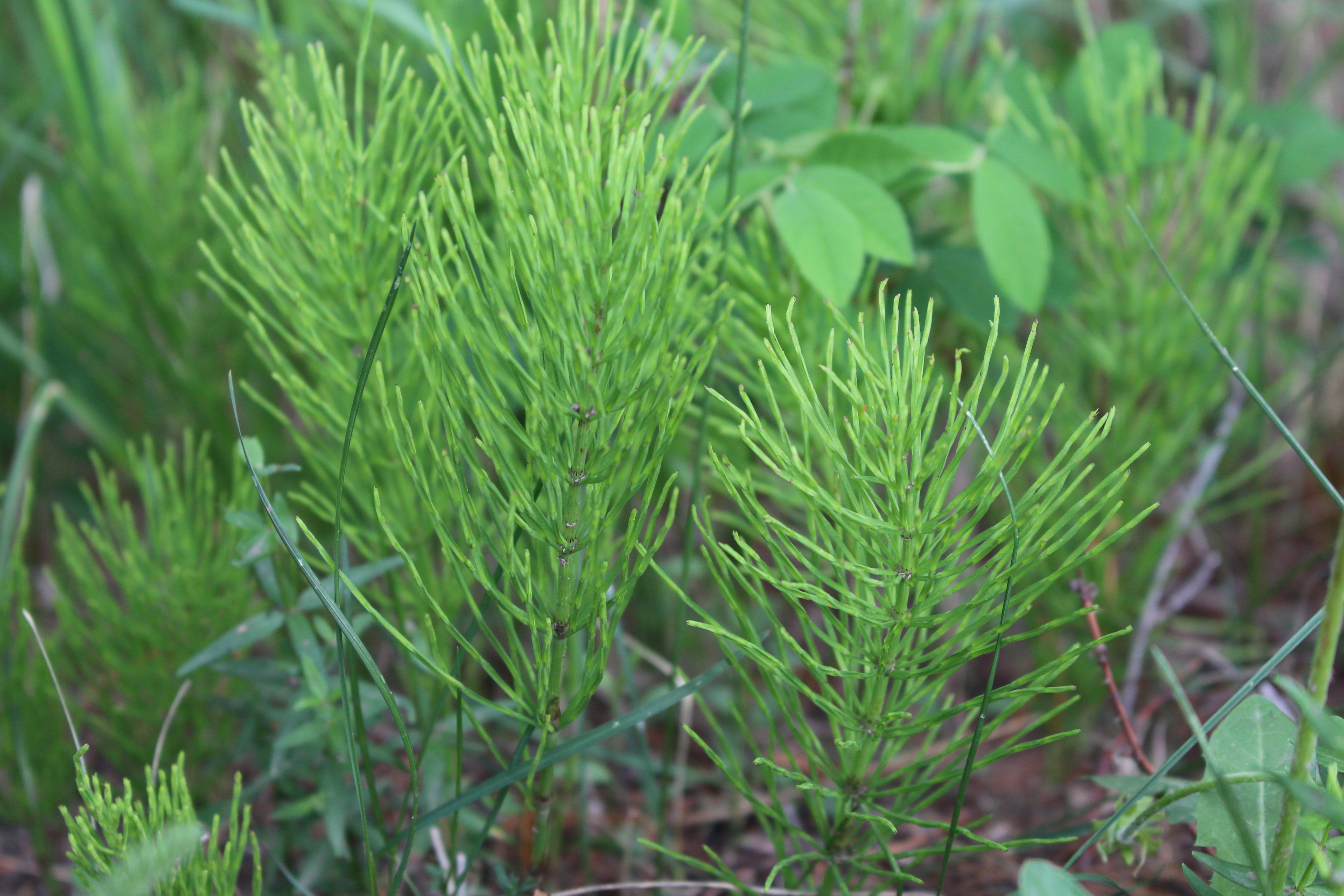 Macro and Micro Picture of the Day 2021-07-07