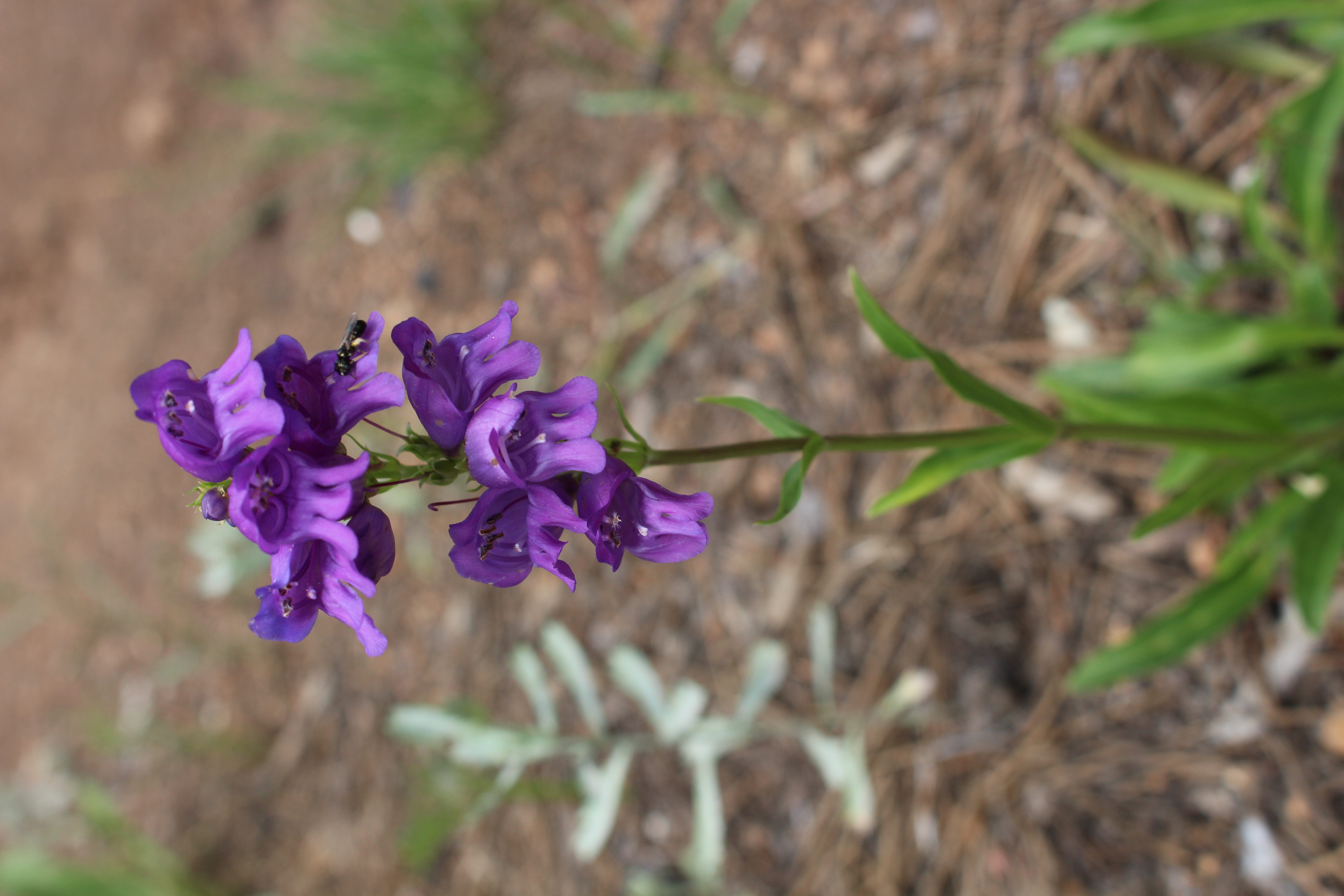 Macro and Micro Picture of the Day 2021-07-09