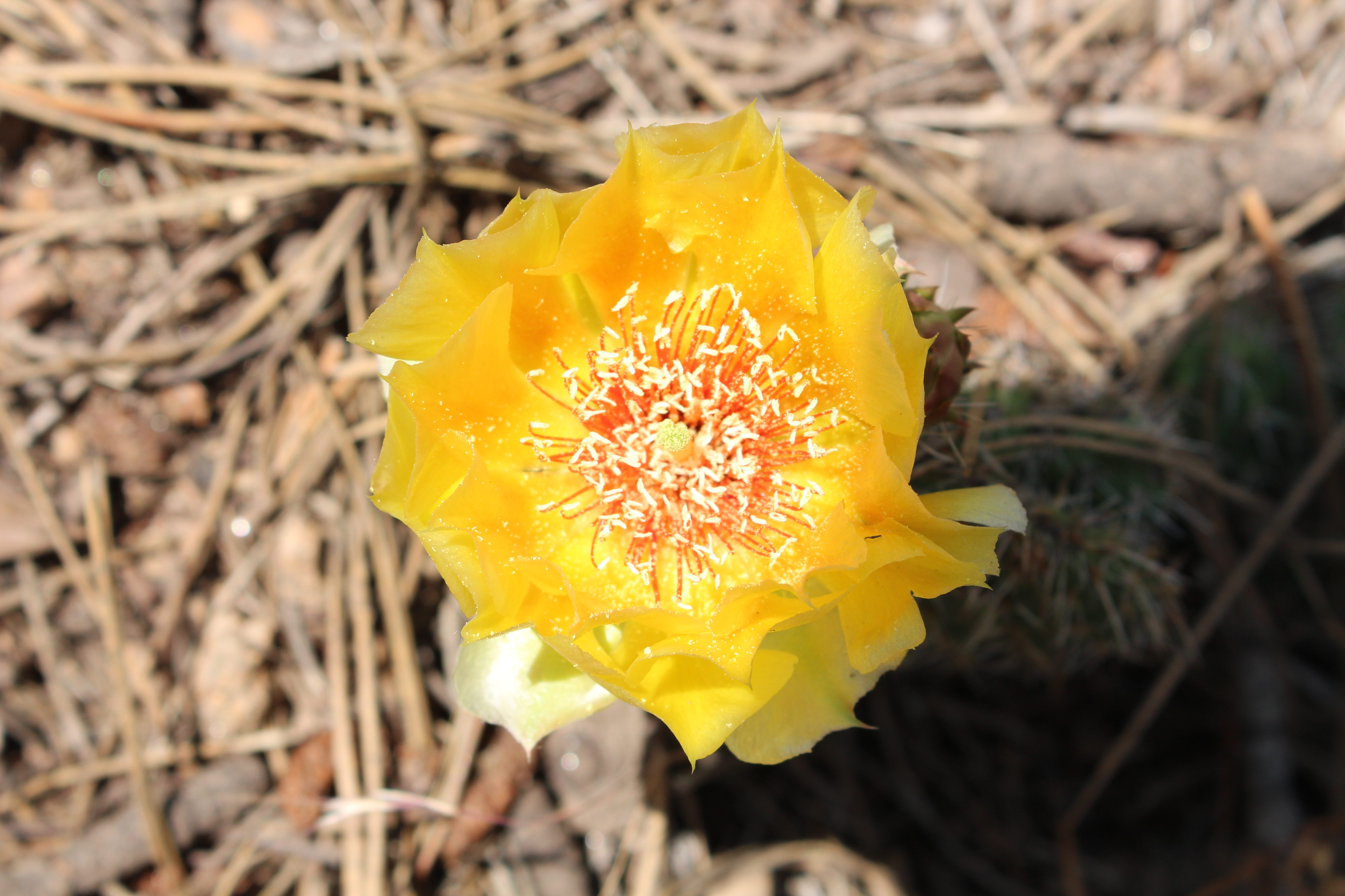 Macro and Micro Picture of the Day 2021-07-11