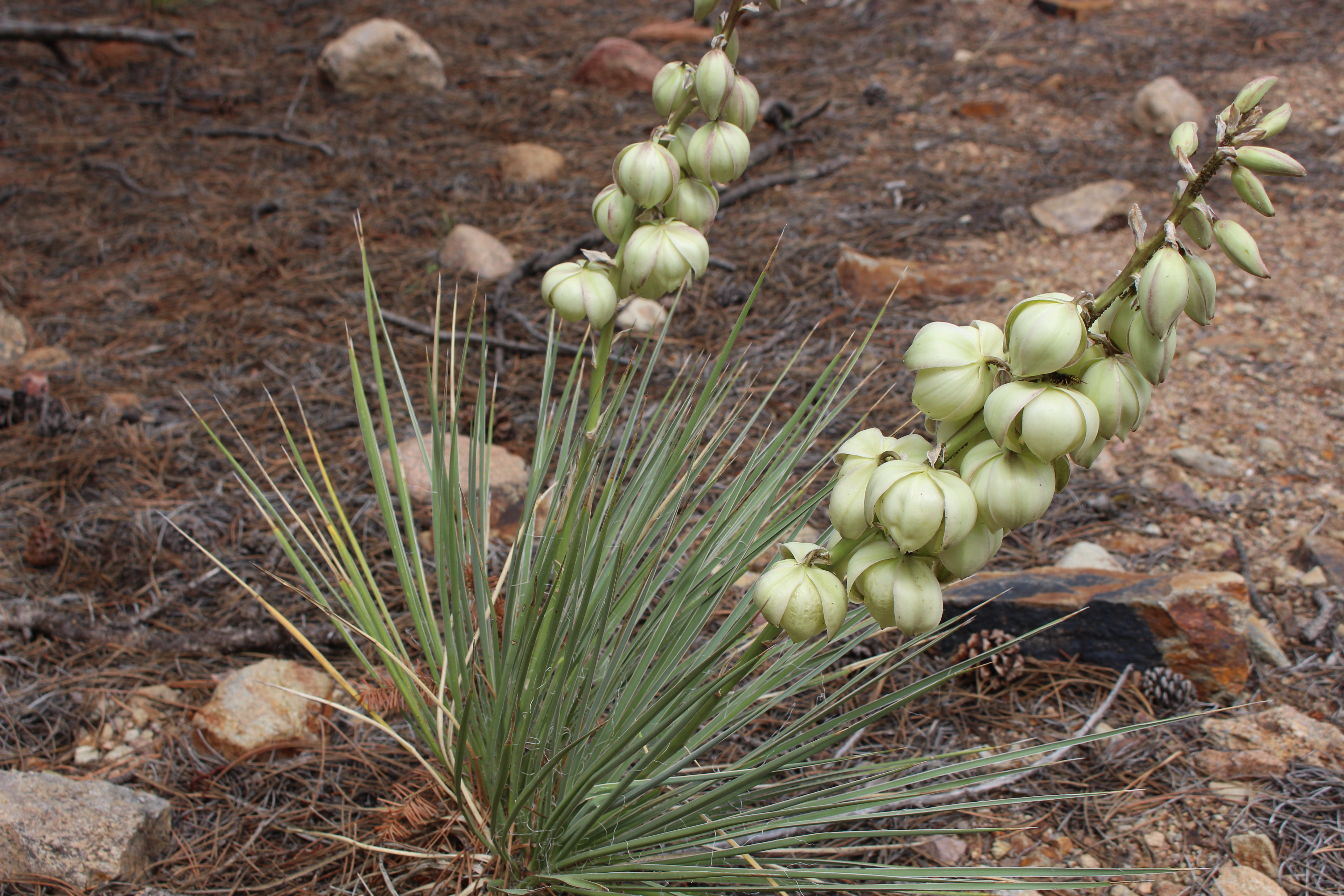 Macro and Micro Picture of the Day 2021-07-13