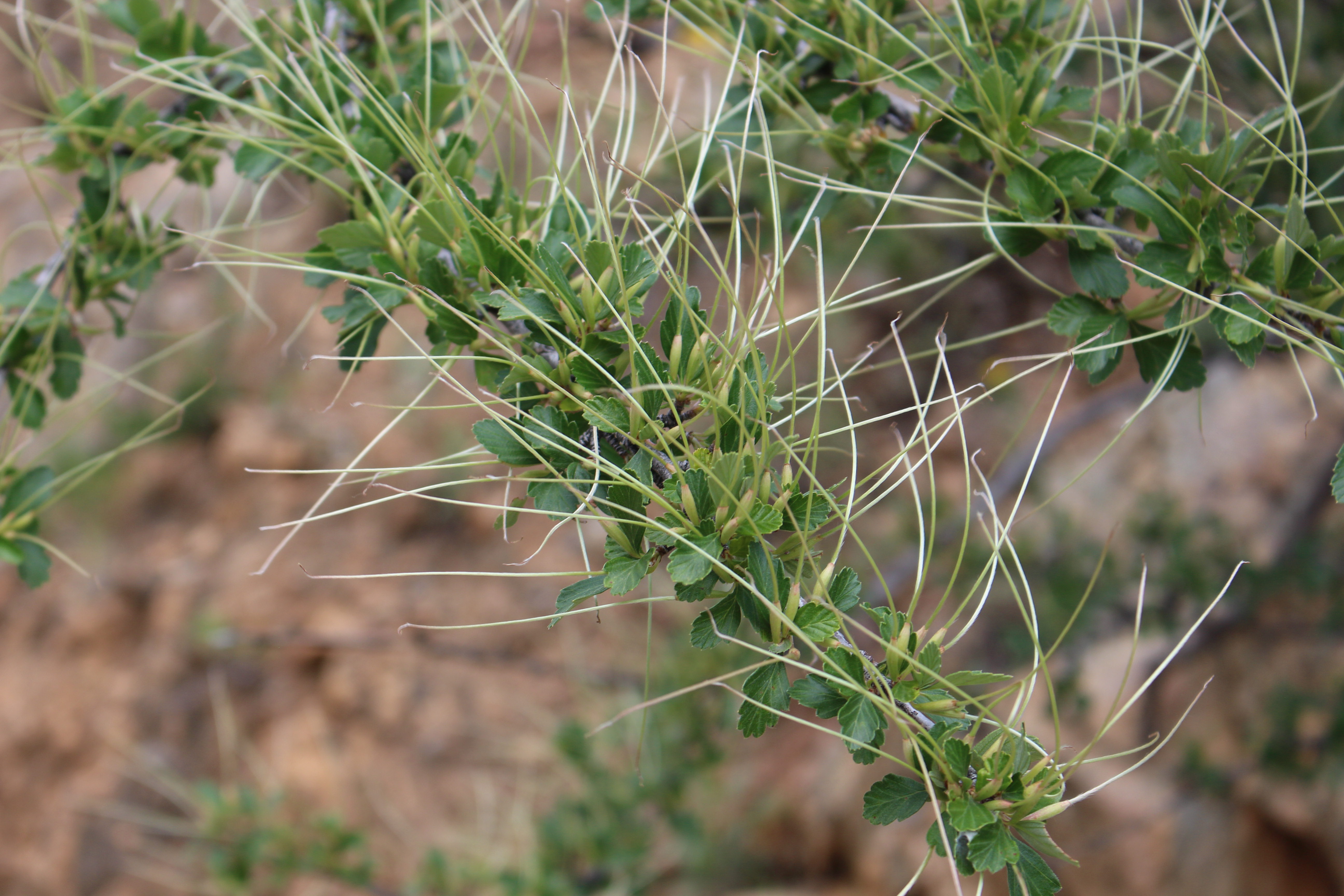 Macro and Micro Picture of the Day 2021-07-15