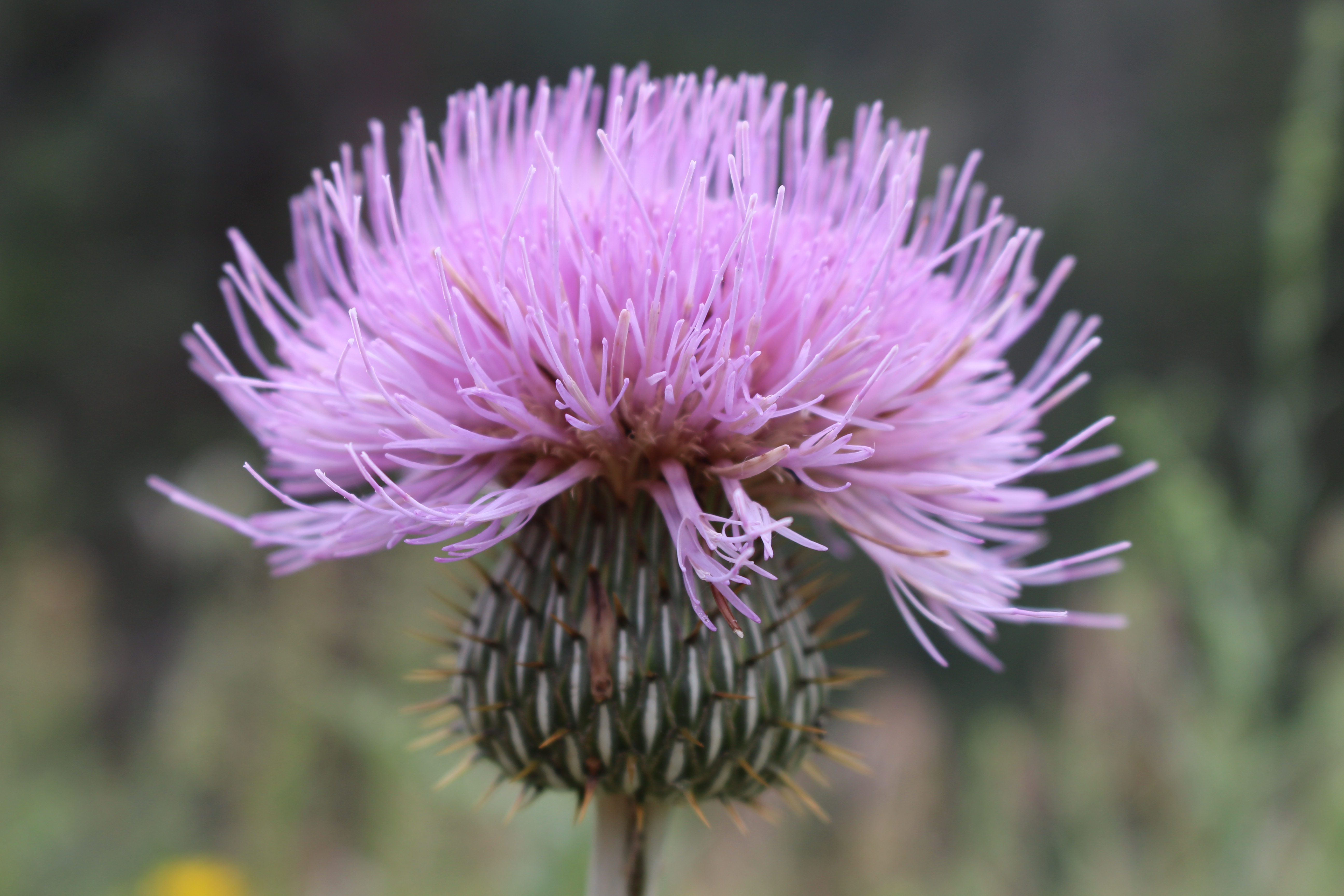 Macro and Micro Picture of the Day 2021-07-17