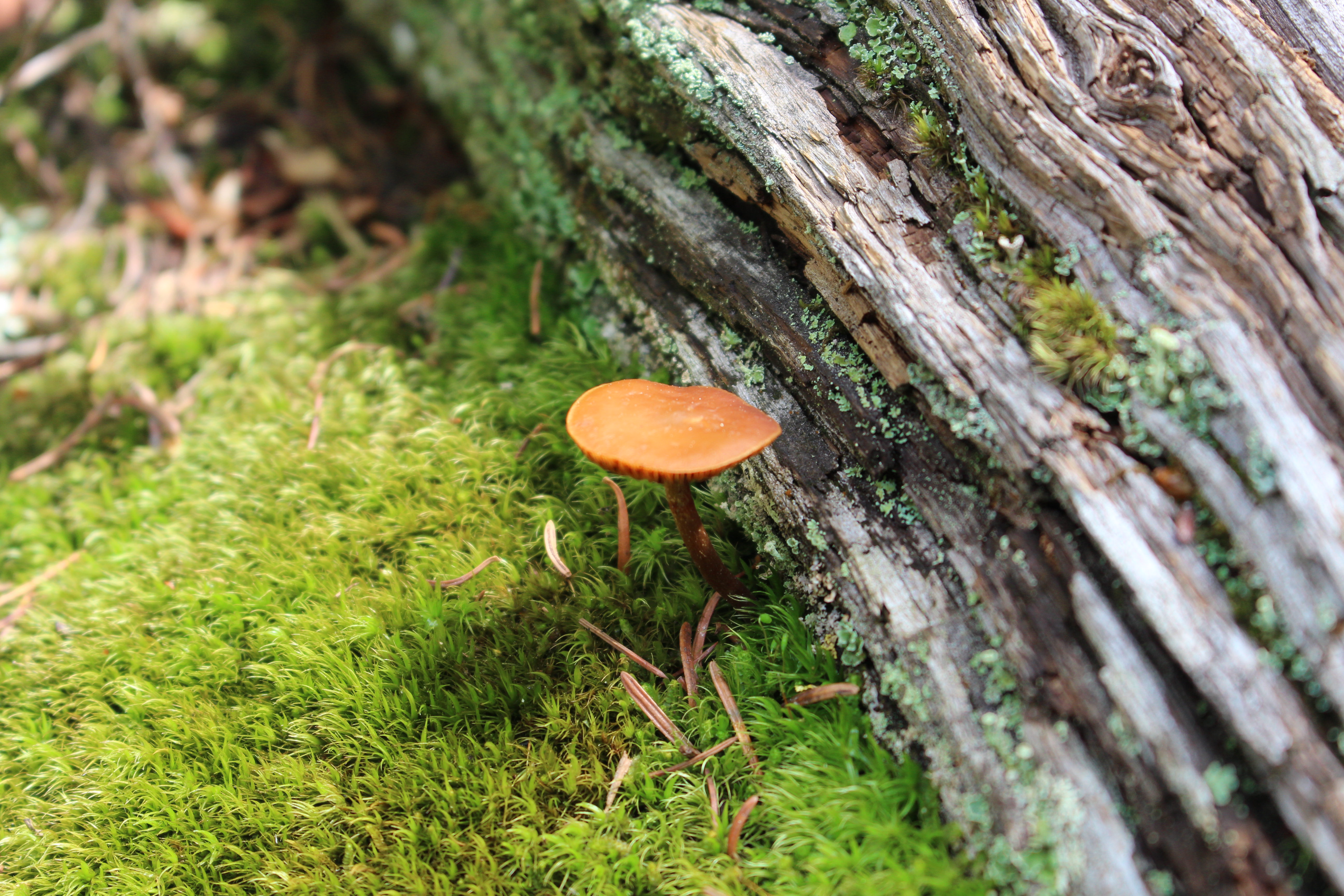 Macro and Micro Picture of the Day 2021-07-19