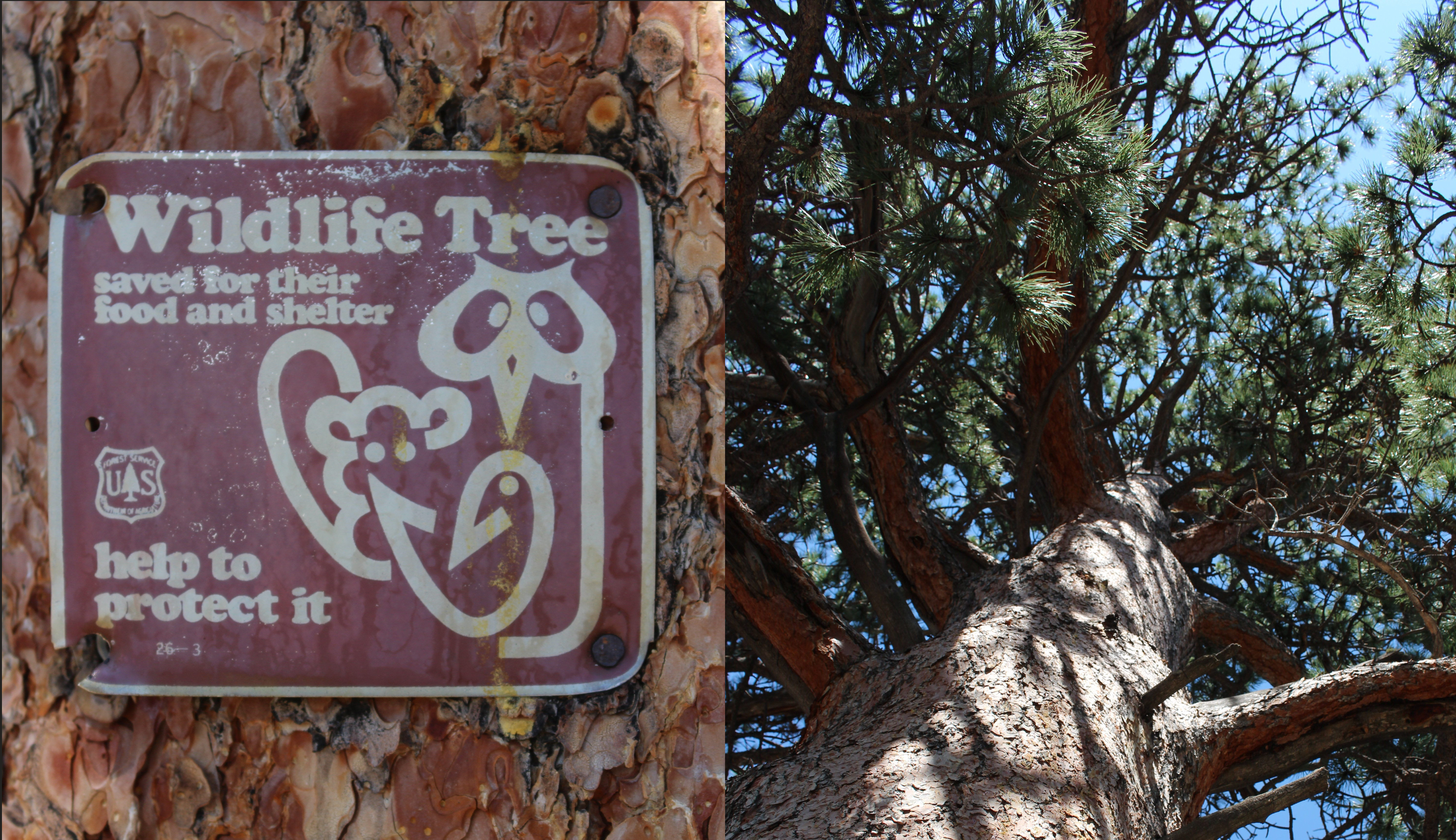 Macro and Micro Picture of the Day 2021-07-21