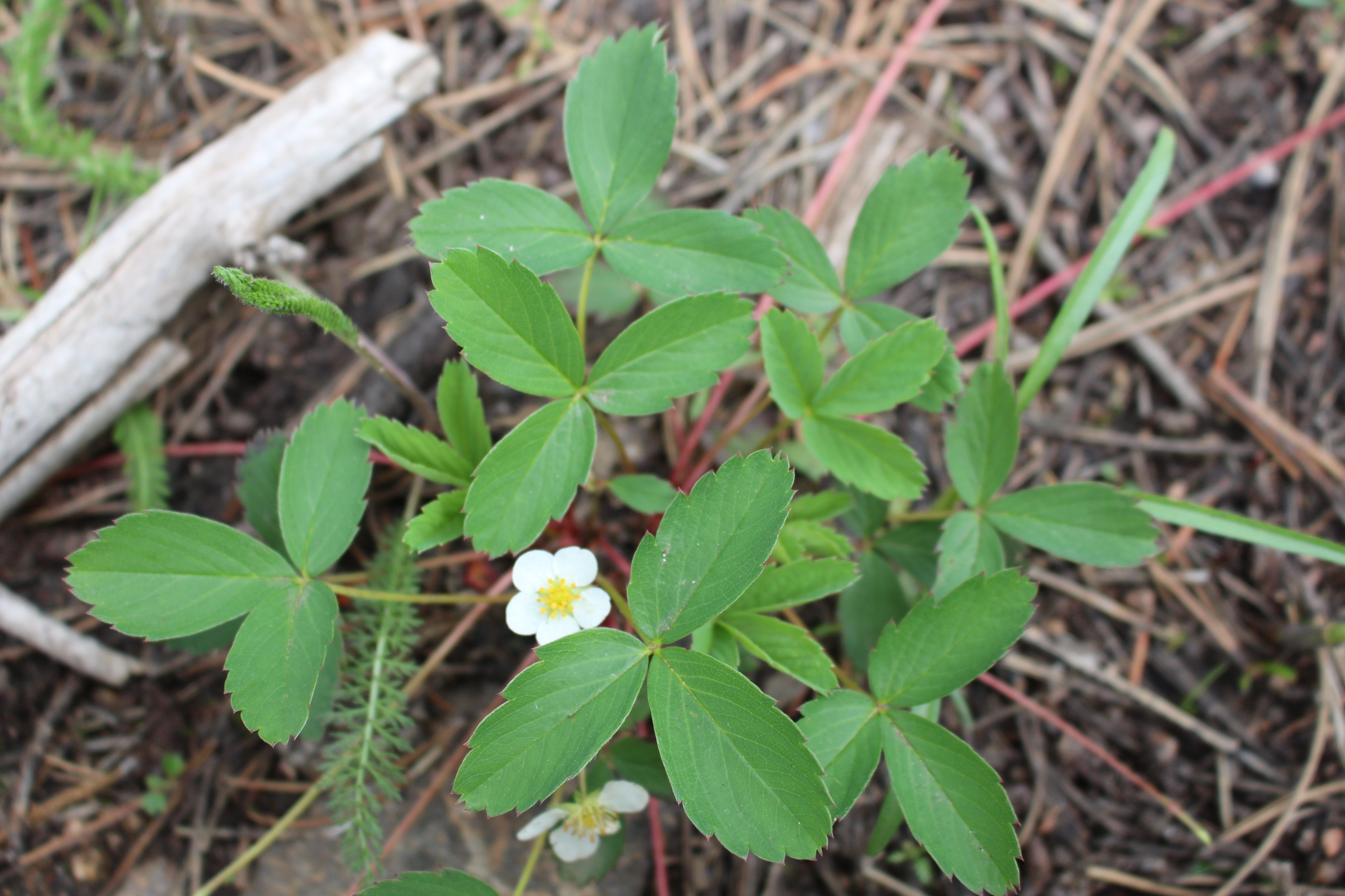 Macro and Micro Picture of the Day 2021-07-23