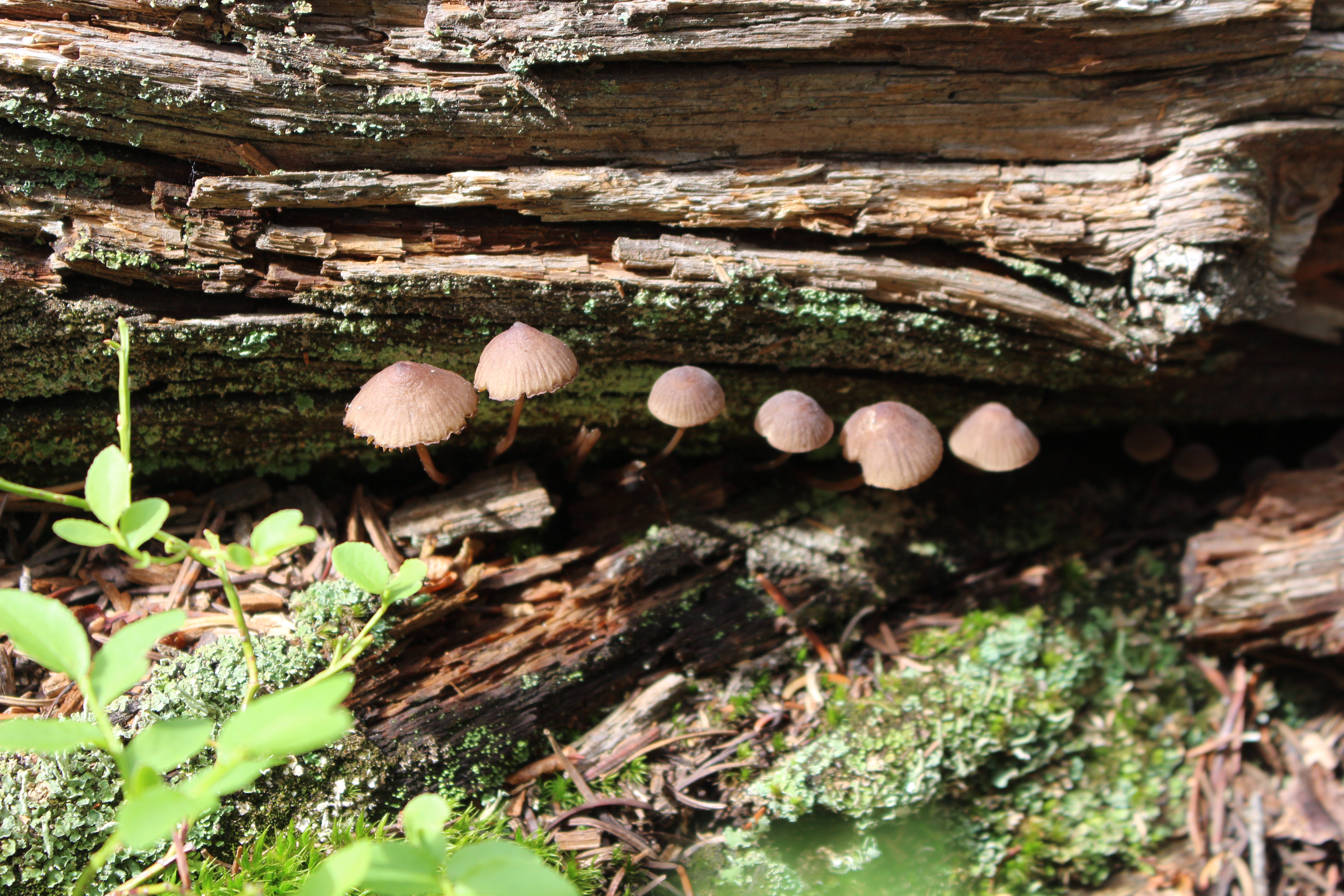 Macro and Micro Picture of the Day 2021-07-25