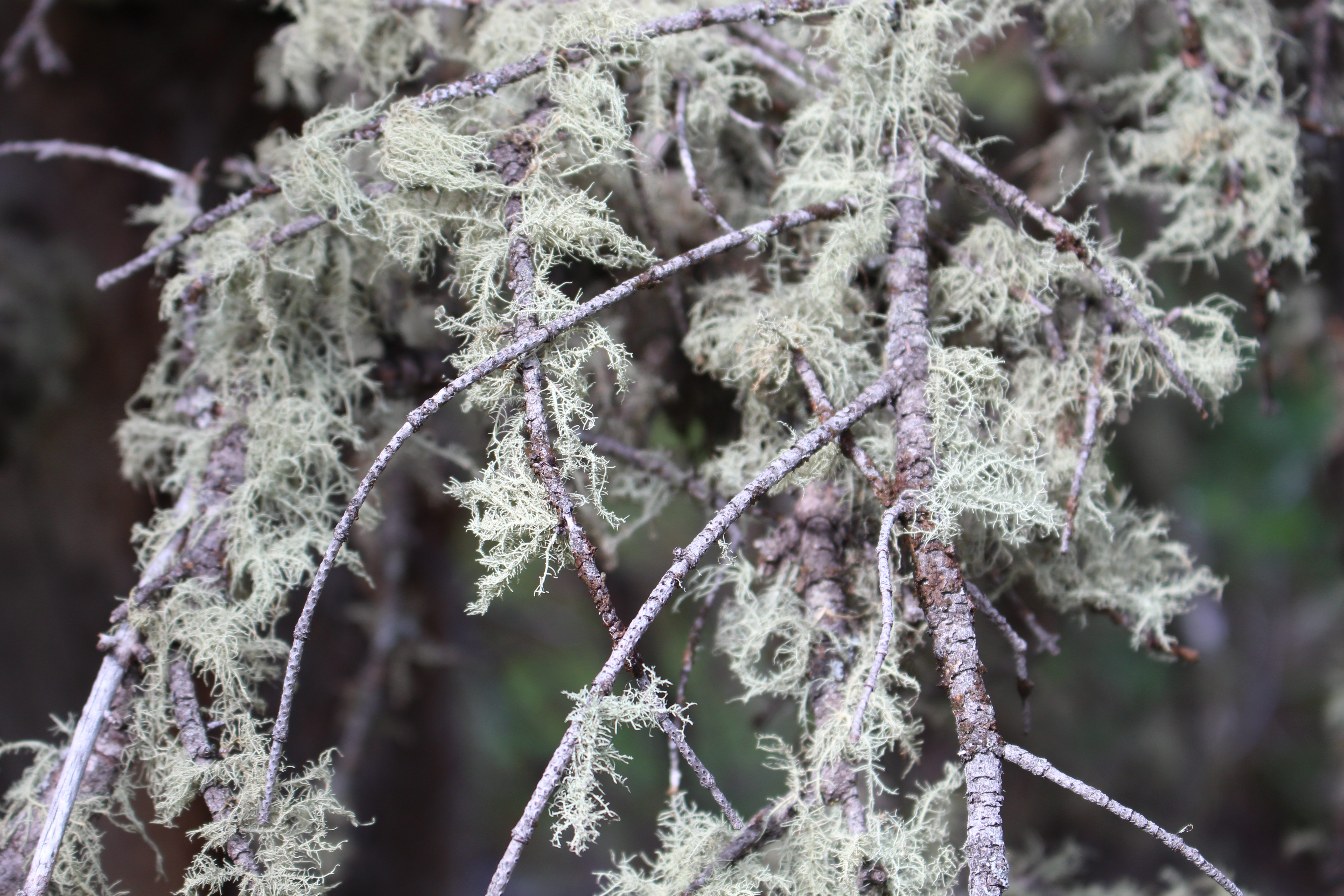 Macro and Micro Picture of the Day 2021-07-27