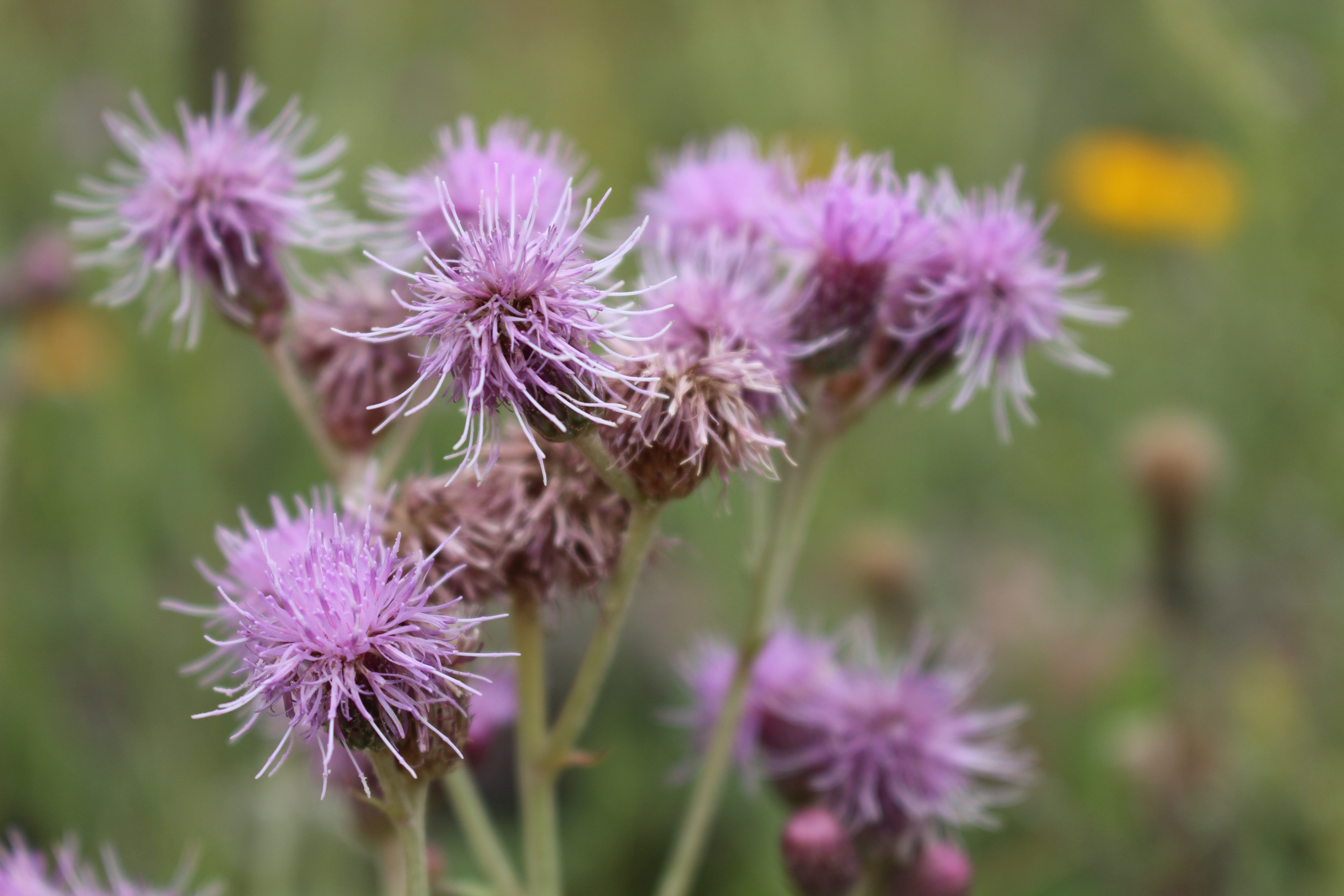 Macro and Micro Picture of the Day 2021-07-30