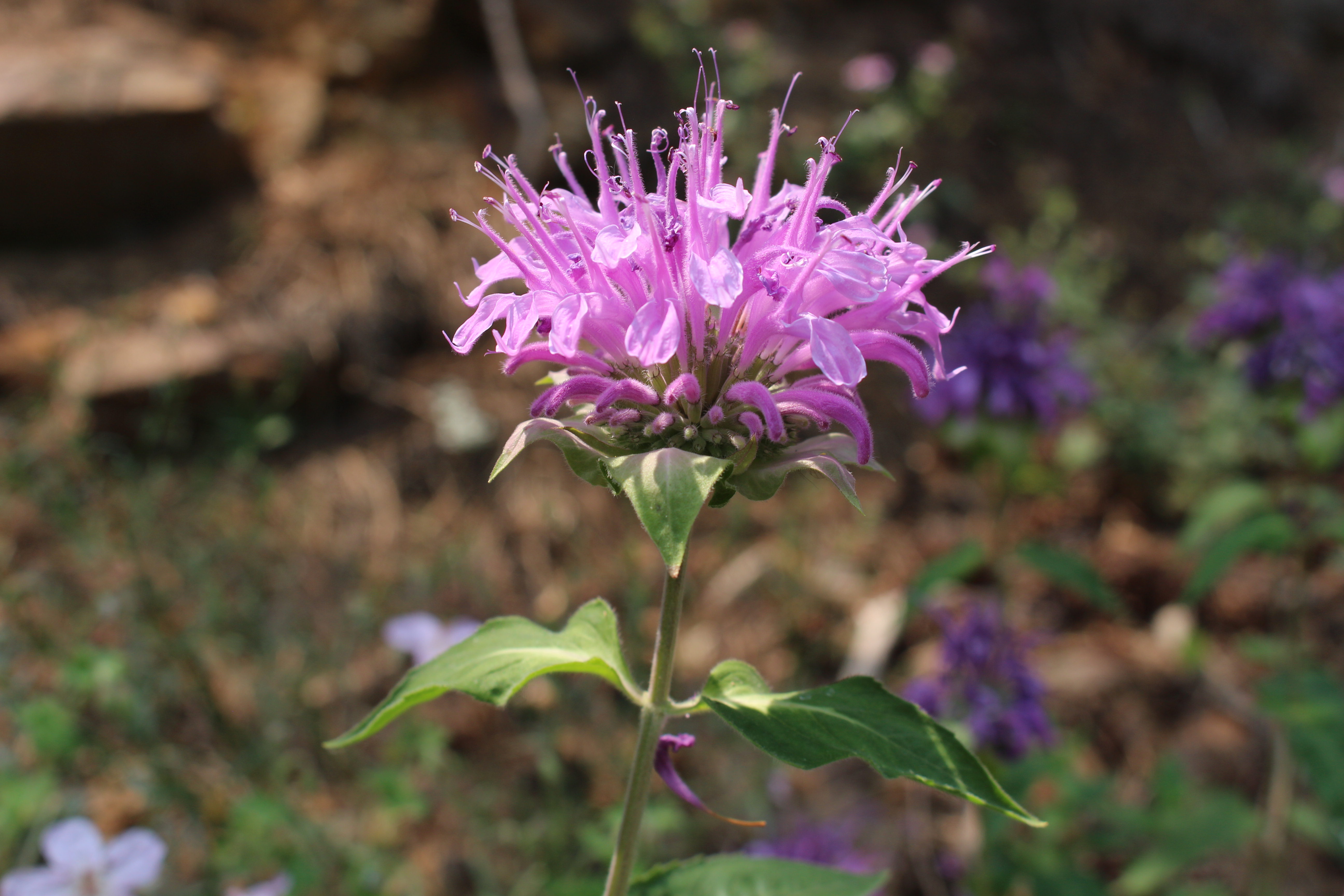 Macro and Micro Picture of the Day 2021-08-01