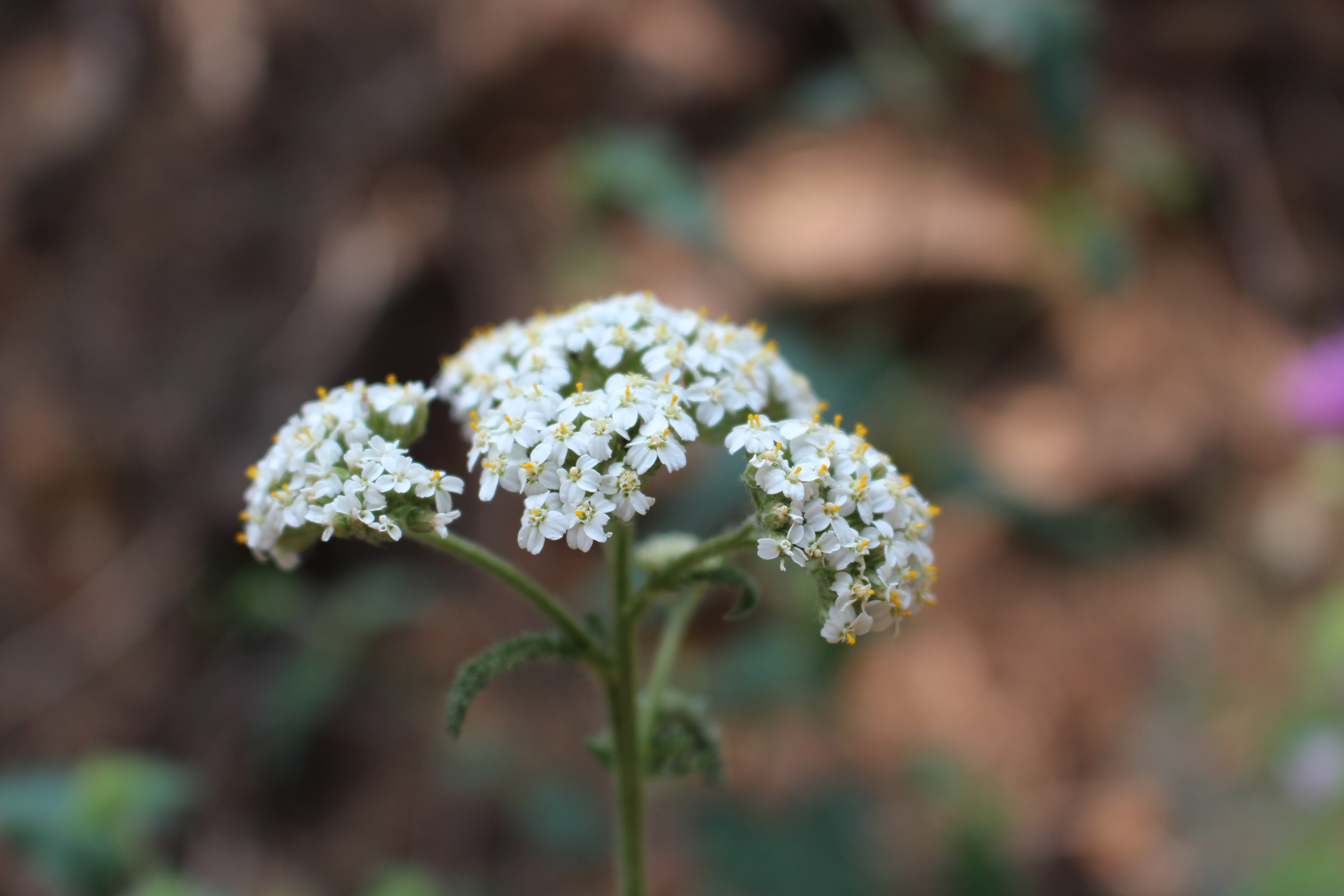 Macro and Micro Picture of the Day 2021-08-03