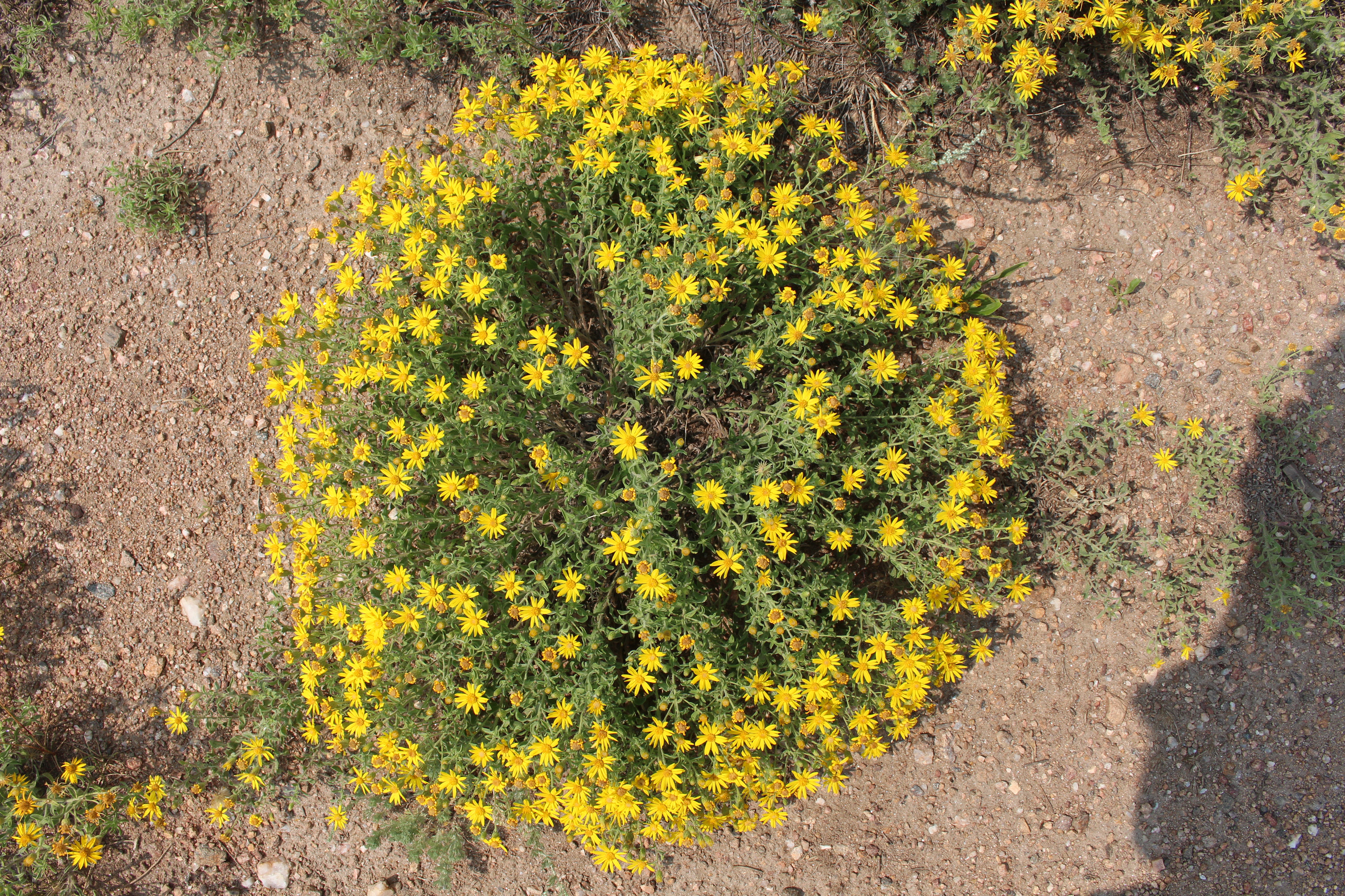 Macro and Micro Picture of the Day 2021-08-05